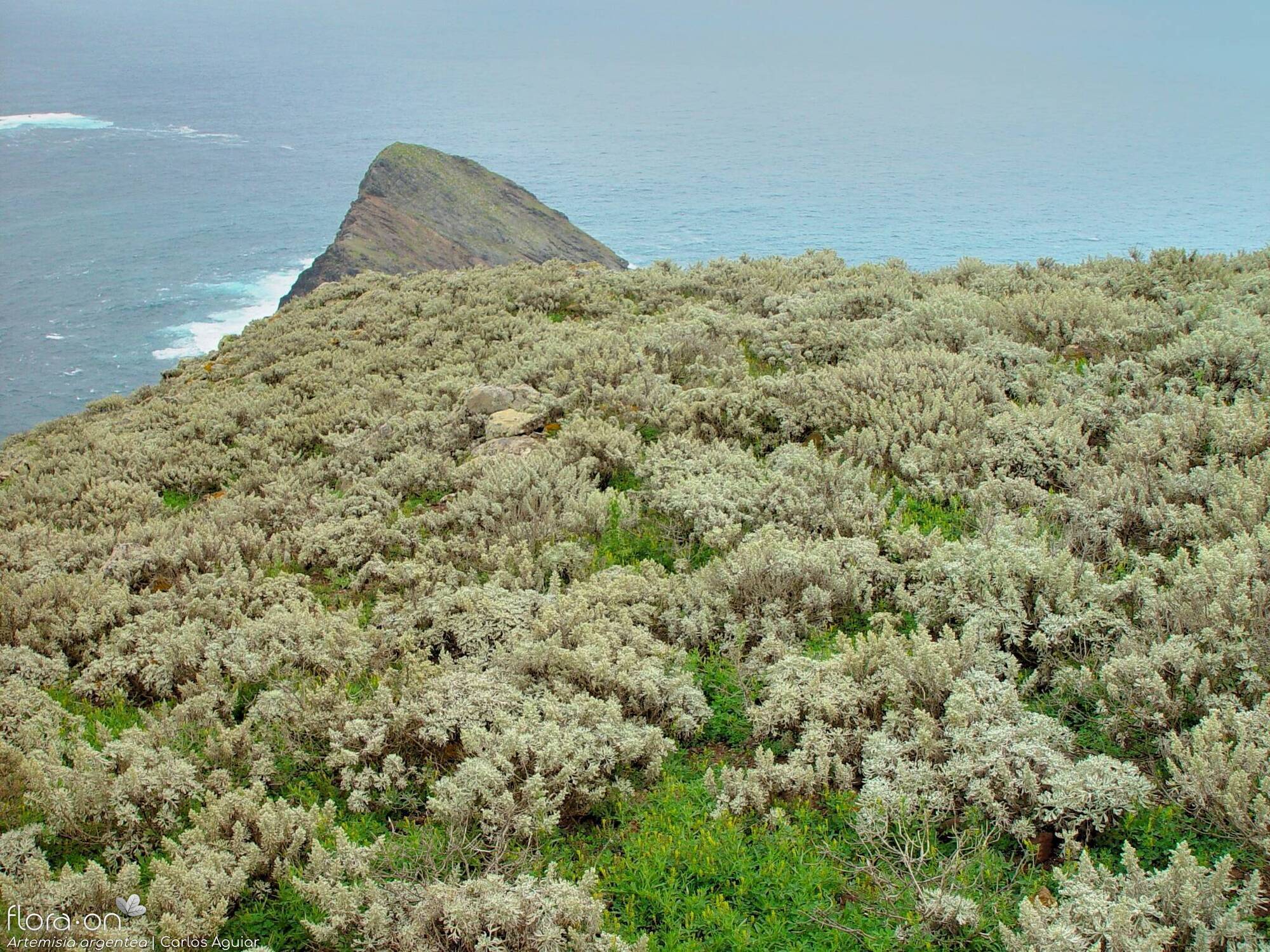 Artemisia argentea - Habitat | Carlos Aguiar; CC BY-NC 4.0