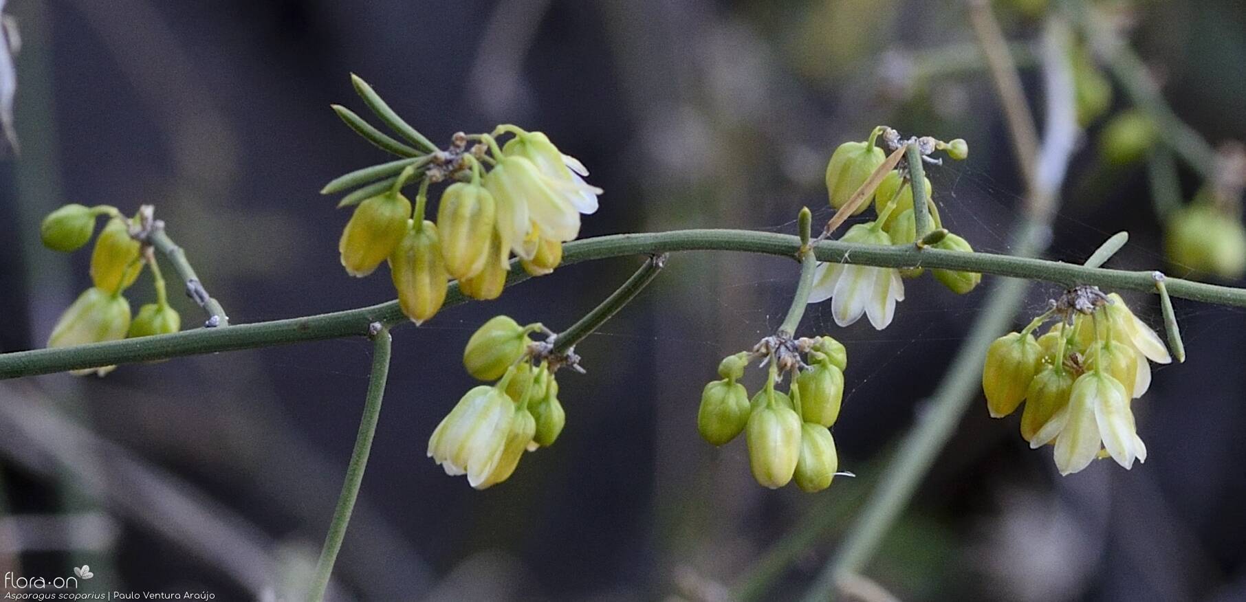 Asparagus scoparius - Flor (close-up) | Paulo Ventura Araújo; CC BY-NC 4.0
