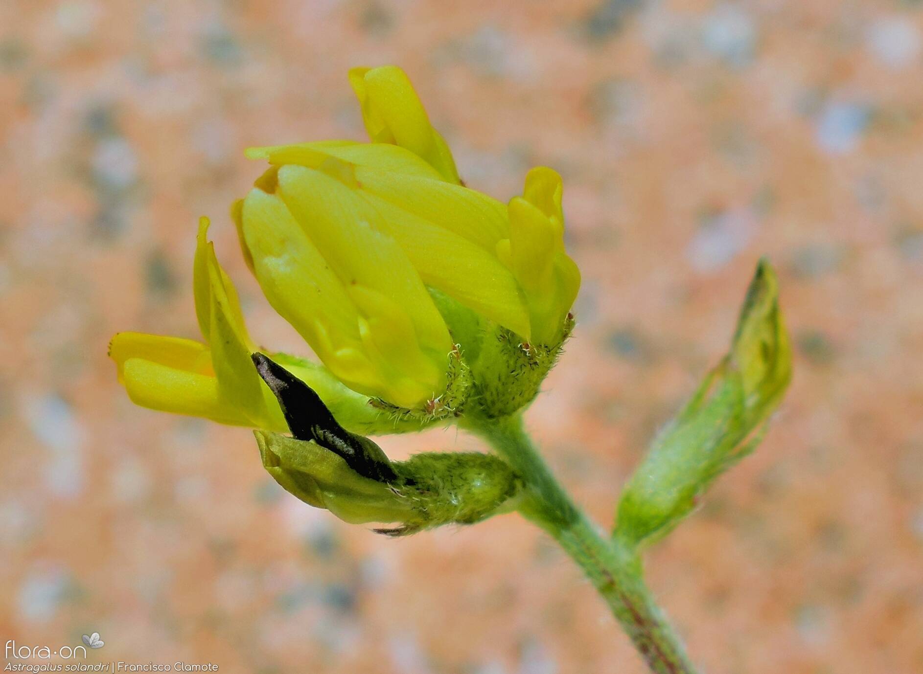 Astragalus solandri - Flor (close-up) | Francisco Clamote; CC BY-NC 4.0