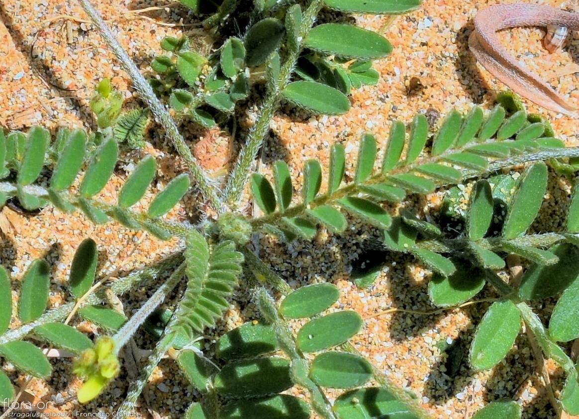 Astragalus solandri - Folha | Francisco Clamote; CC BY-NC 4.0