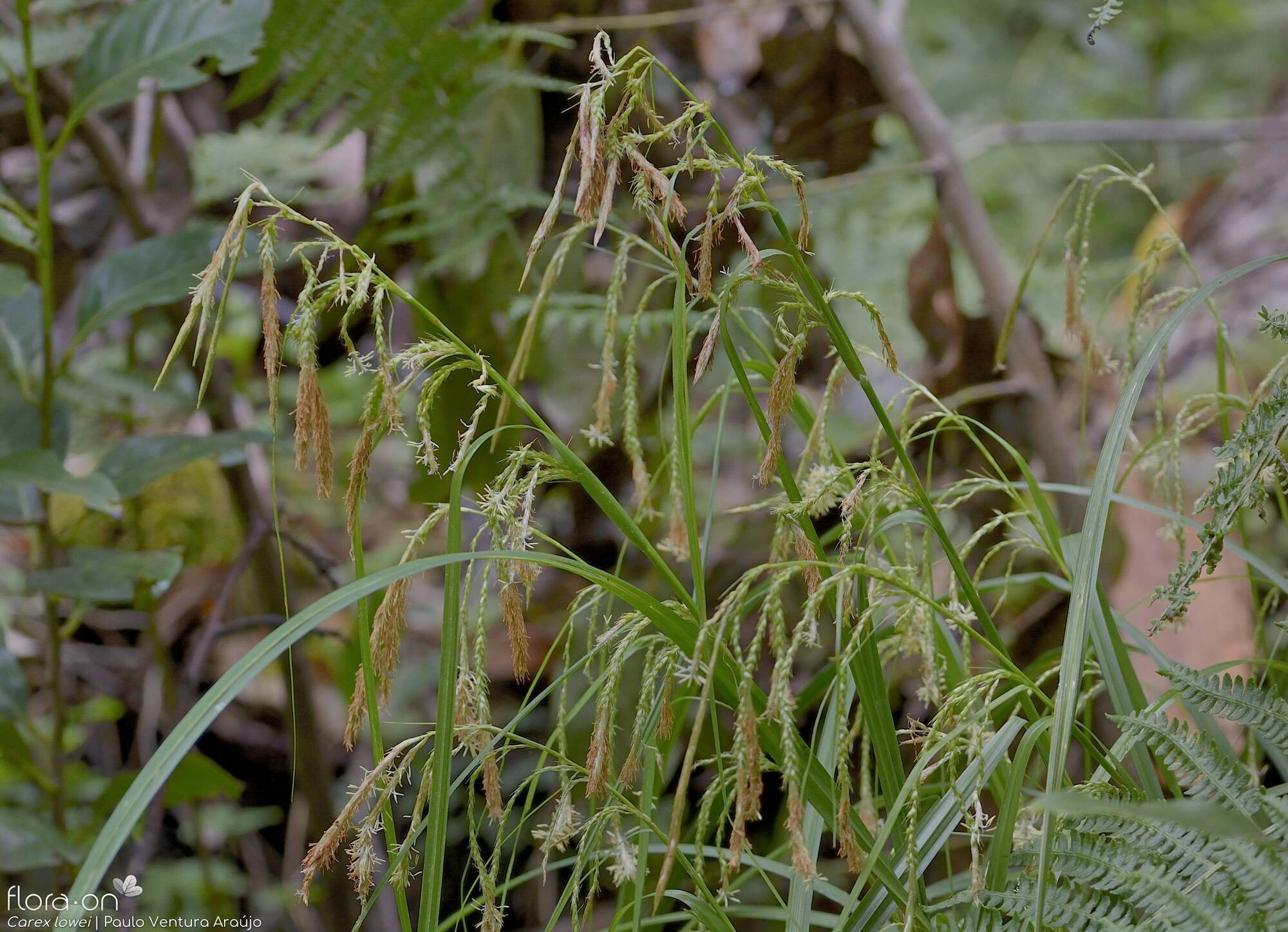 Carex lowei - Hábito | Paulo Ventura Araújo; CC BY-NC 4.0