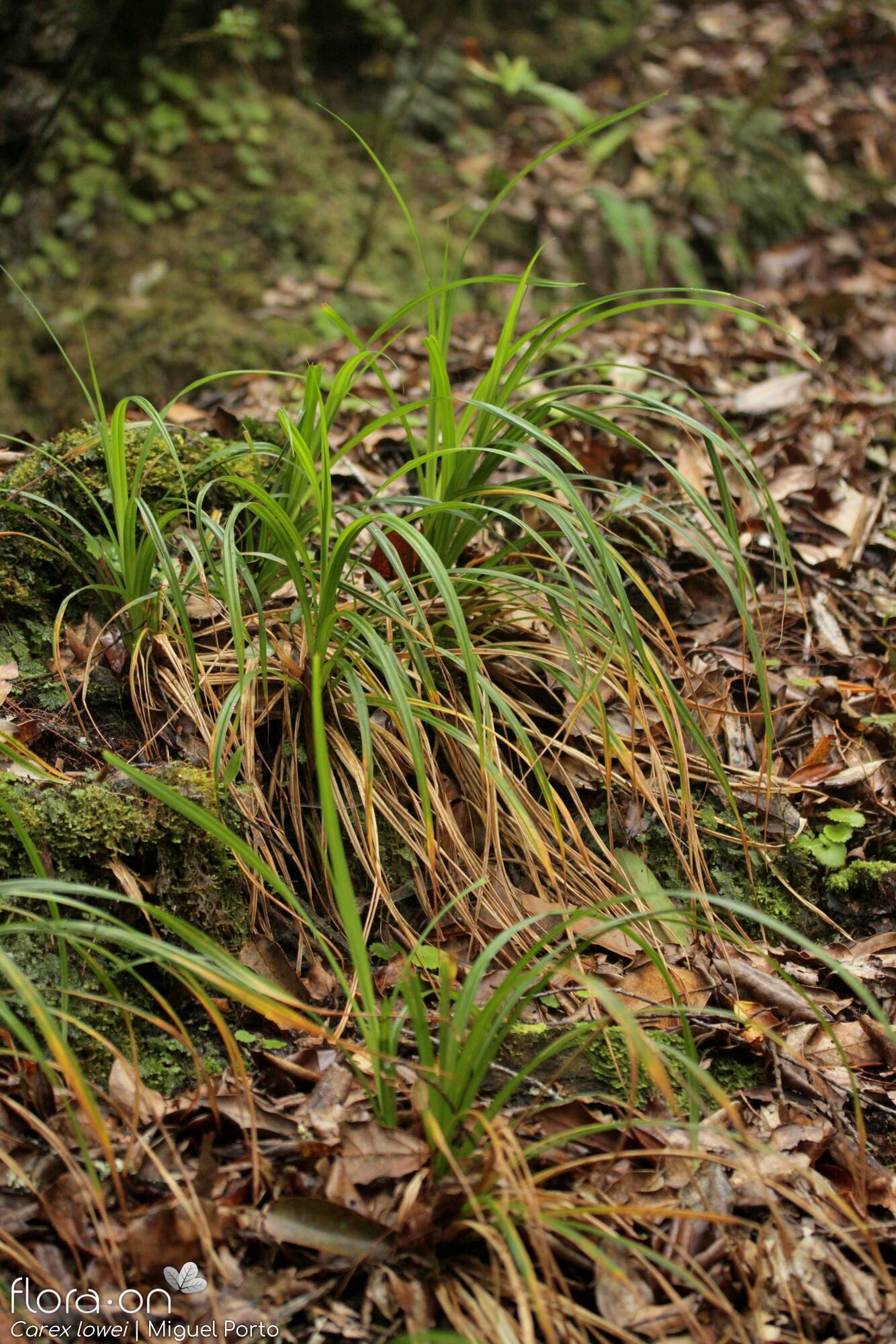 Carex lowei - Hábito | Miguel Porto; CC BY-NC 4.0