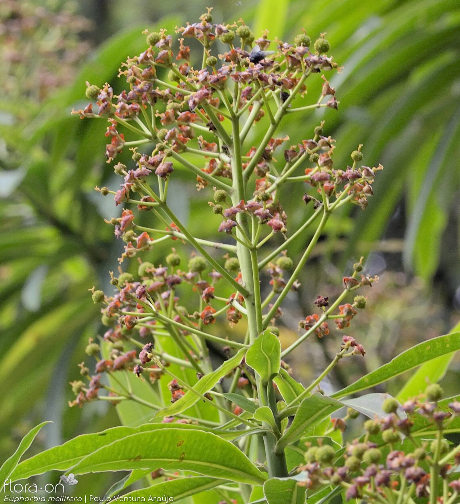 Euphorbia mellifera - Flor (geral) | Paulo Ventura Araújo; CC BY-NC 4.0