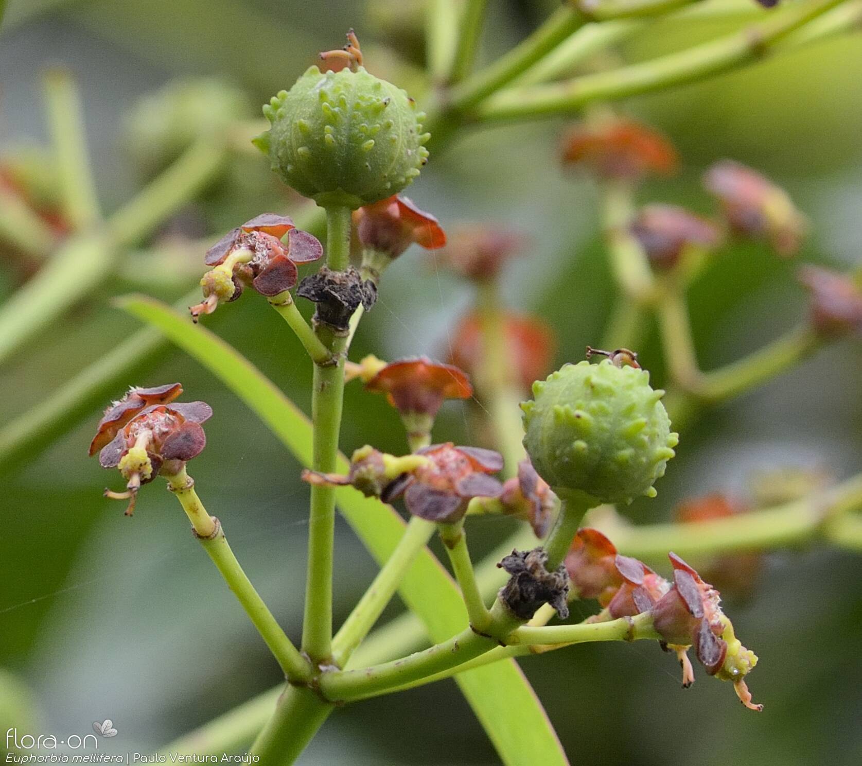 Euphorbia mellifera - Fruto | Paulo Ventura Araújo; CC BY-NC 4.0