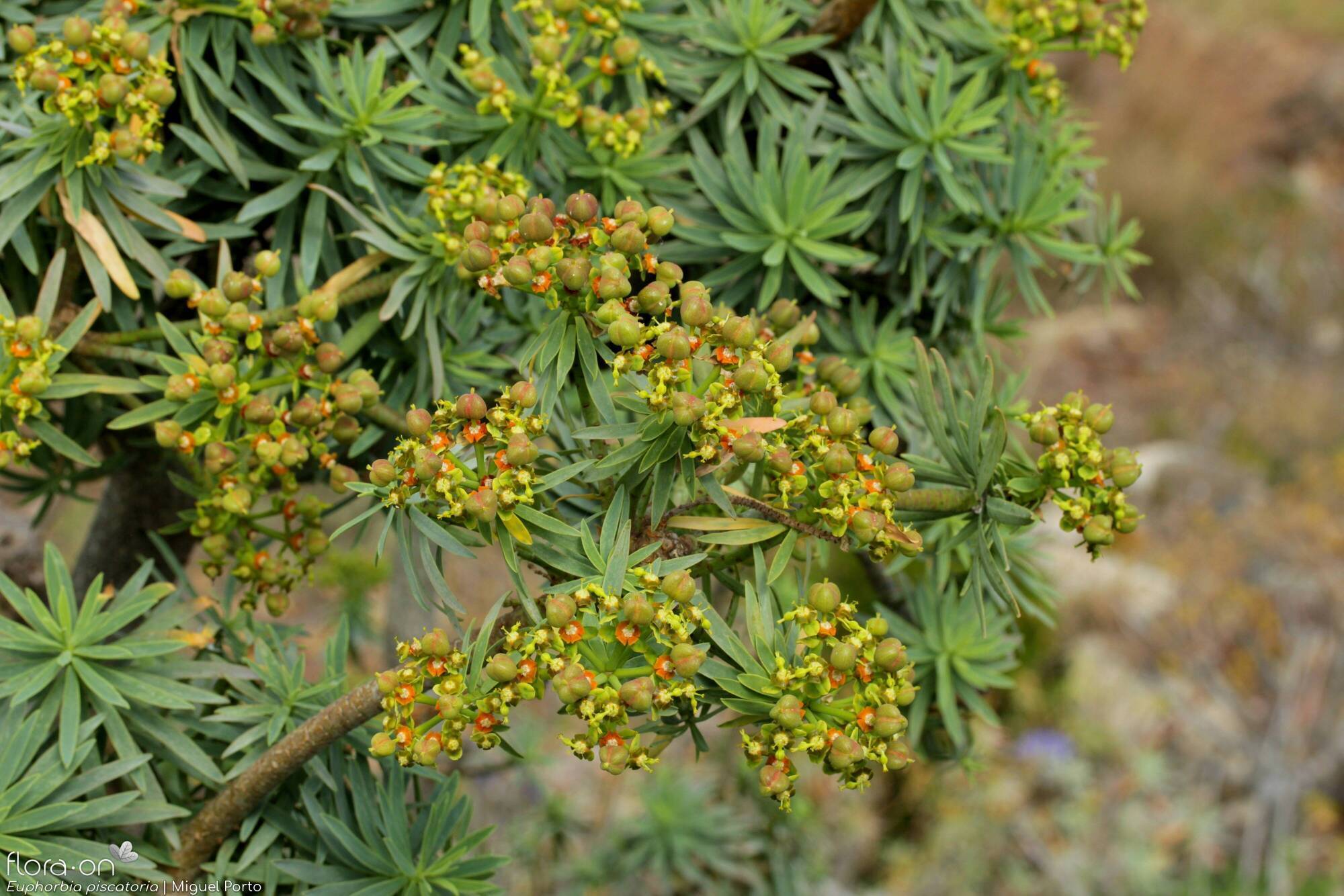 Euphorbia piscatoria - Flor (geral) | Miguel Porto; CC BY-NC 4.0