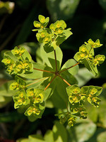 Euphorbiaceae