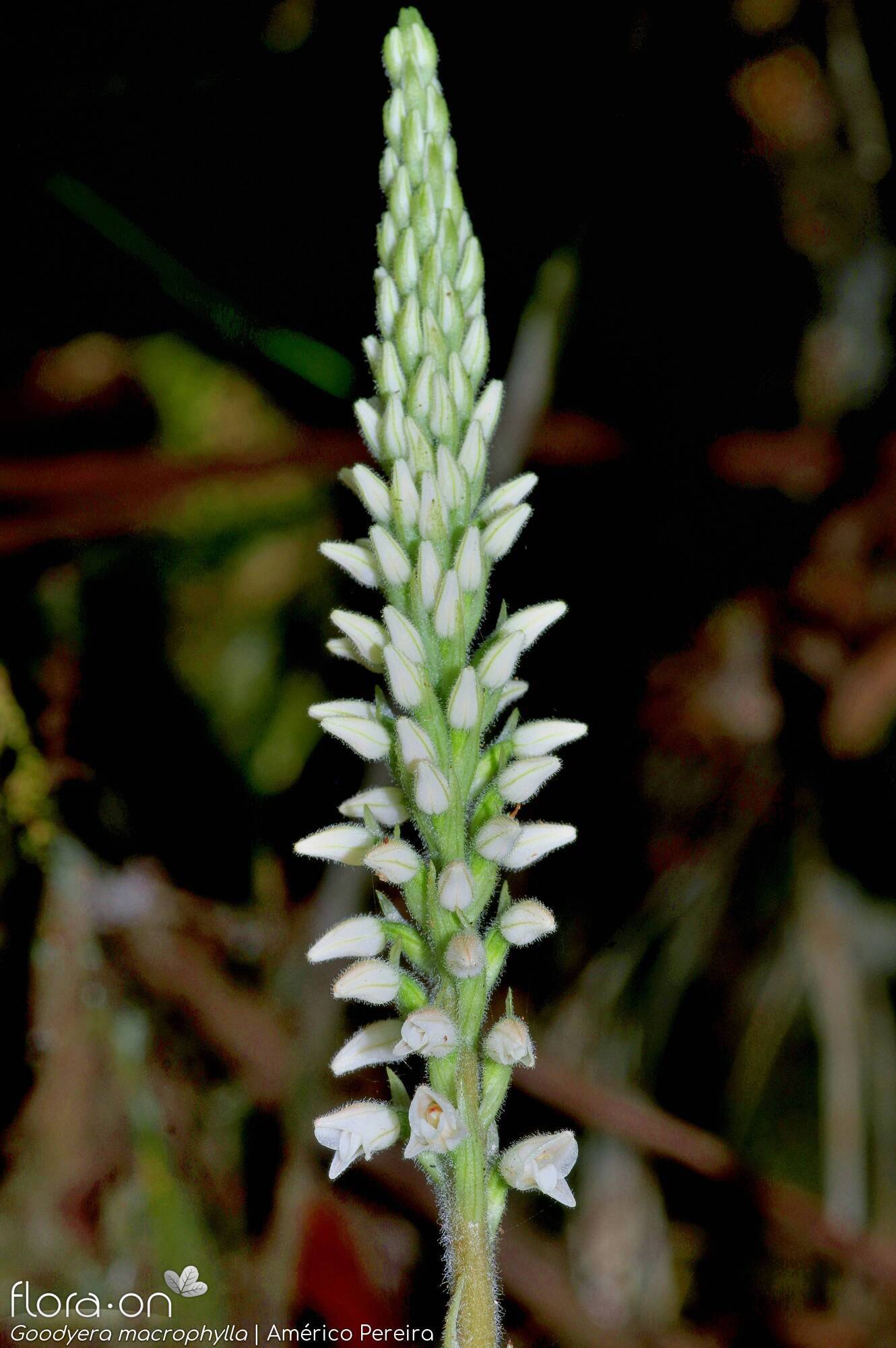 Goodyera macrophylla - Flor (geral) | Américo Pereira; CC BY-NC 4.0
