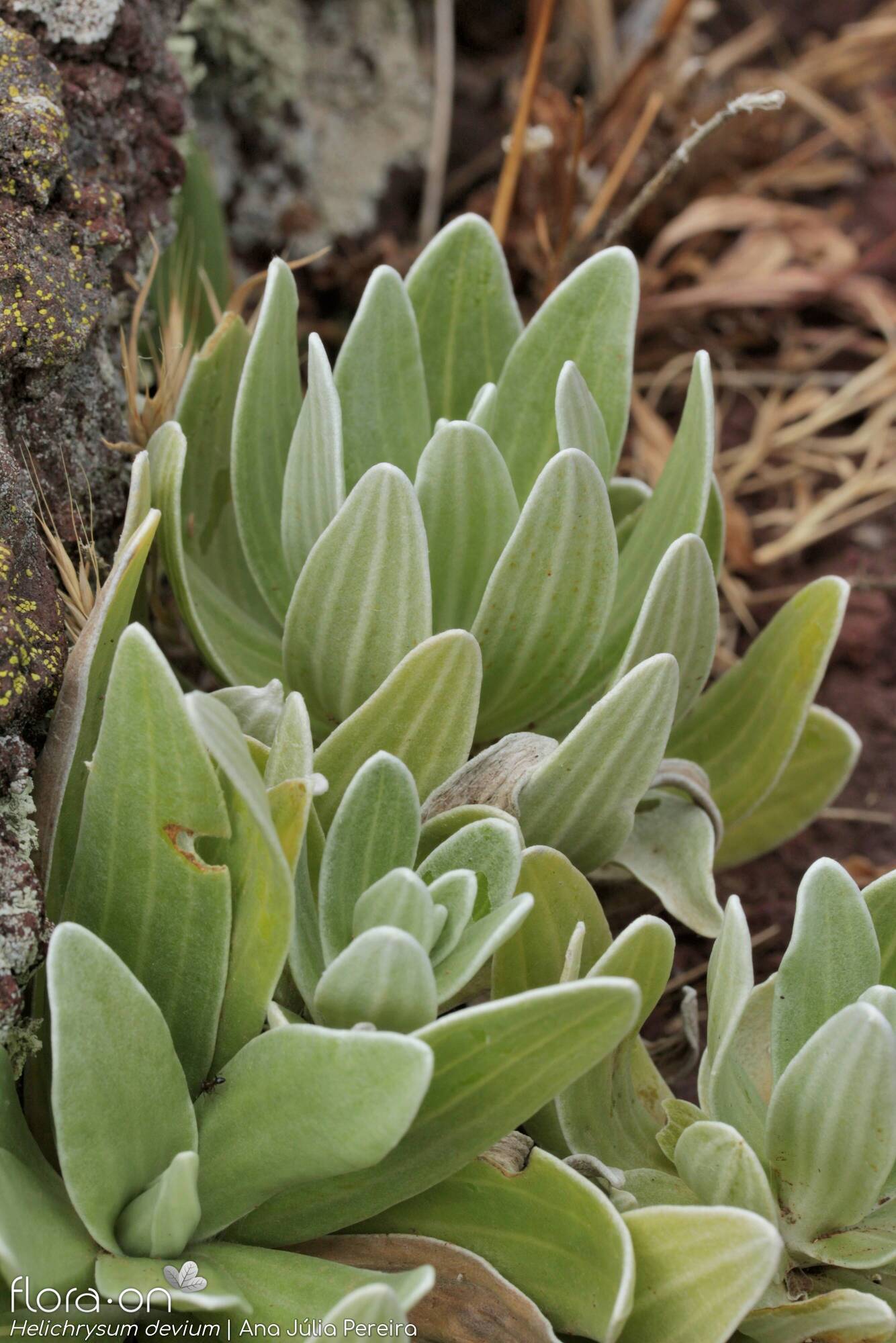 Helichrysum devium - Folha (geral) | Ana Júlia Pereira; CC BY-NC 4.0