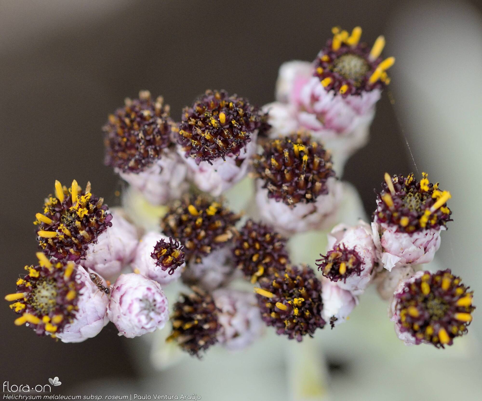 Helichrysum melaleucum - Capítulo | Paulo Ventura Araújo; CC BY-NC 4.0