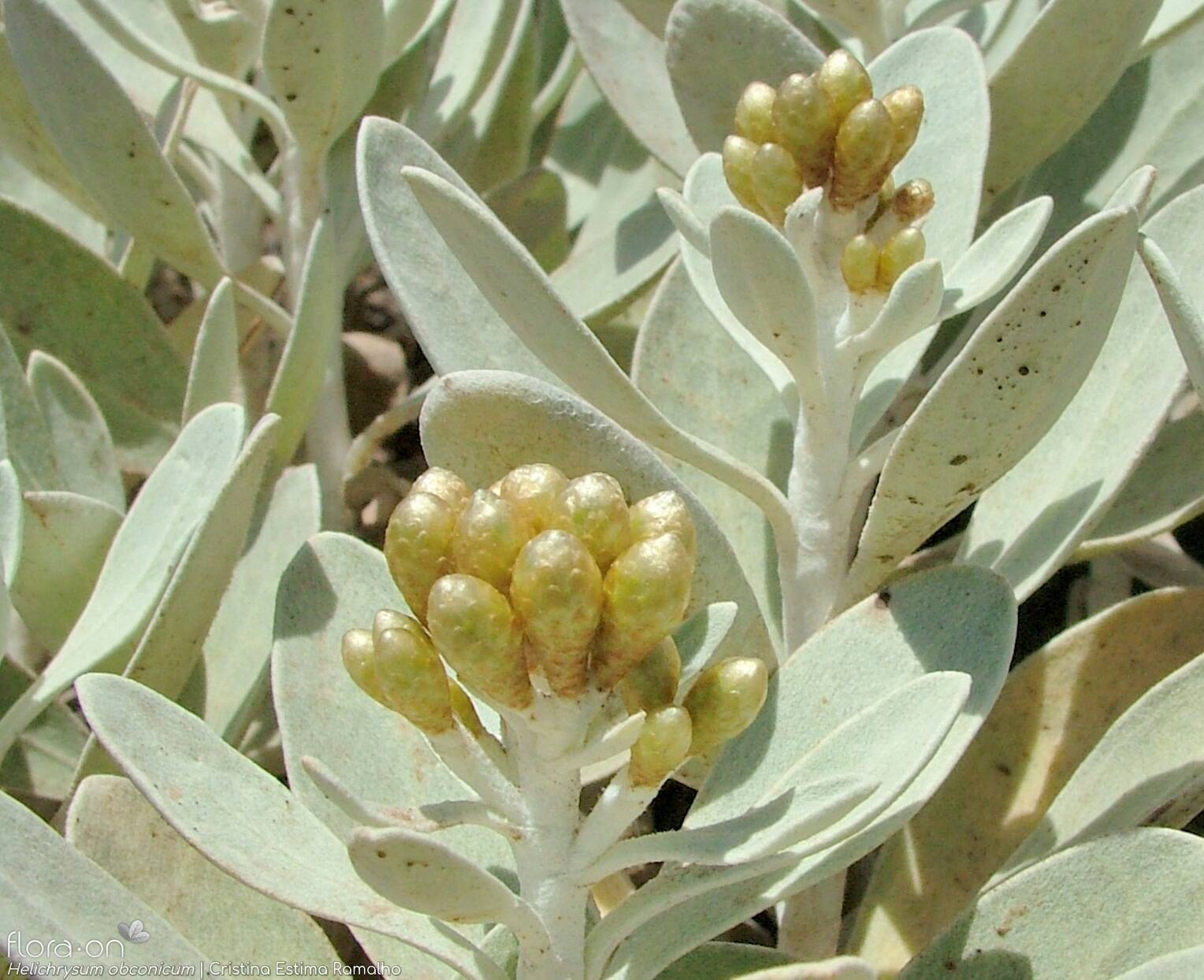 Helichrysum obconicum - Flor (geral) | Cristina Estima Ramalho; CC BY-NC 4.0