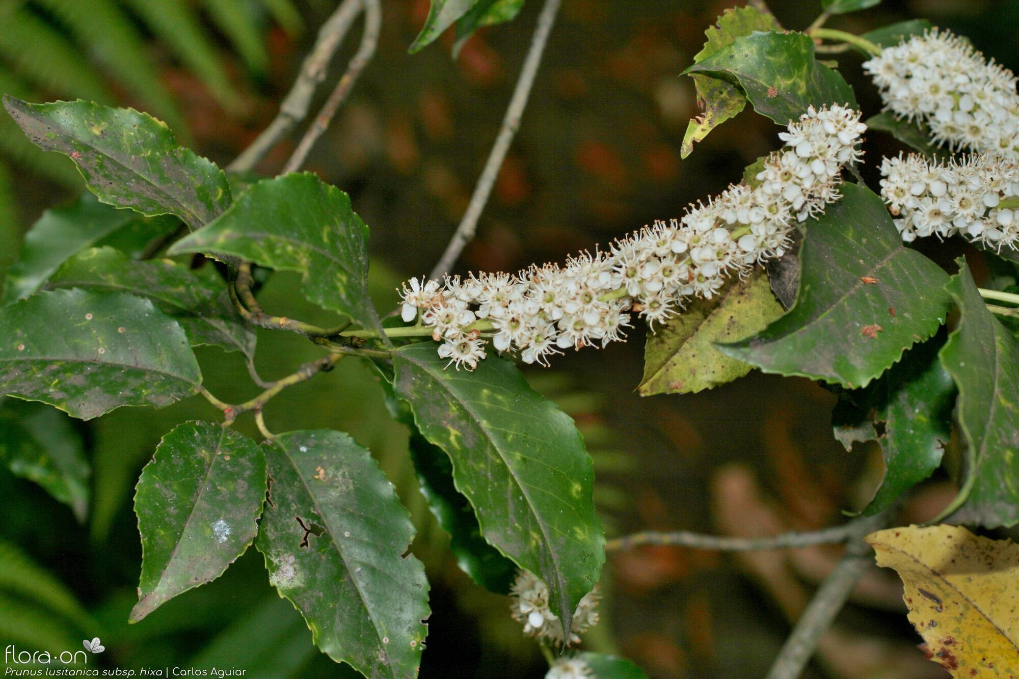 Prunus lusitanica hixa - Flor (geral) | Carlos Aguiar; CC BY-NC 4.0