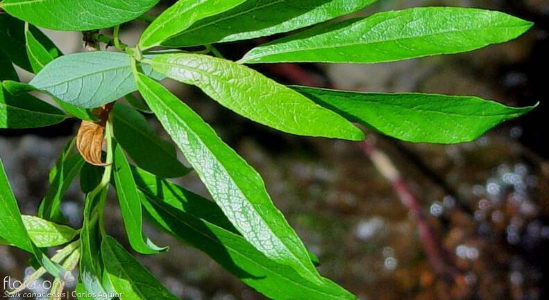Salix canariensis - Folha | Carlos Aguiar; CC BY-NC 4.0
