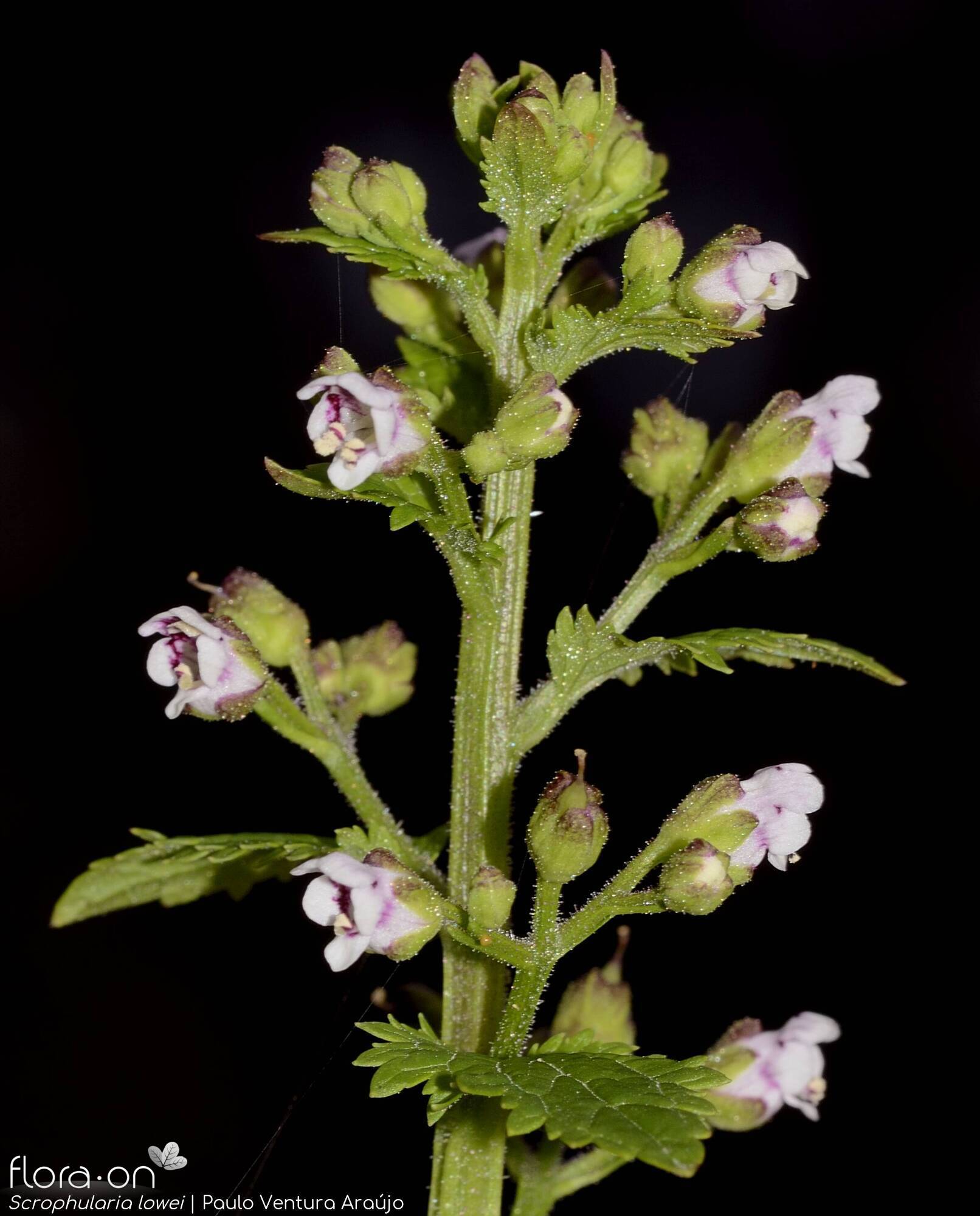 Scrophularia lowei - Flor (geral) | Paulo Ventura Araújo; CC BY-NC 4.0