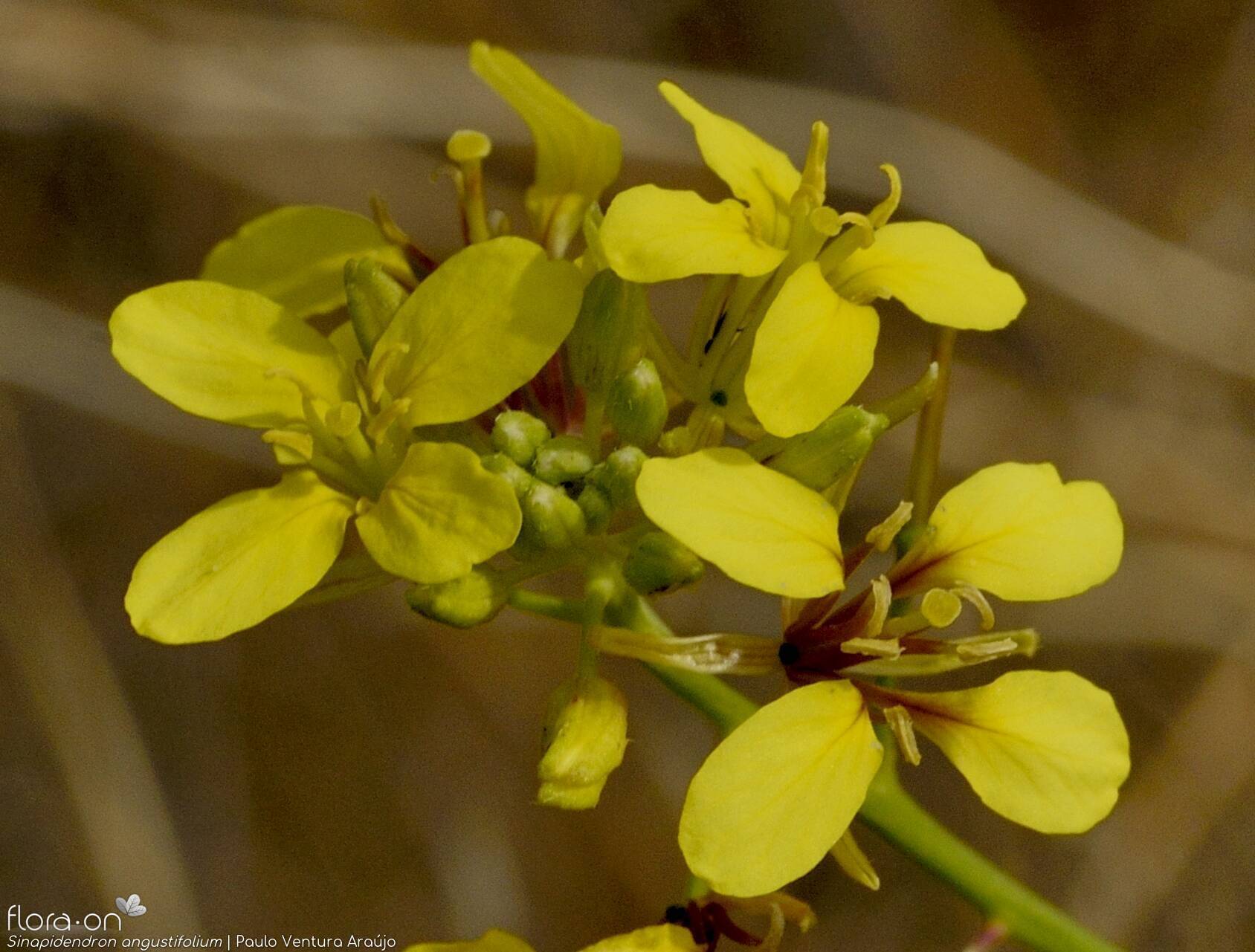 Sinapidendron angustifolium - Flor (close-up) | Paulo Ventura Araújo; CC BY-NC 4.0