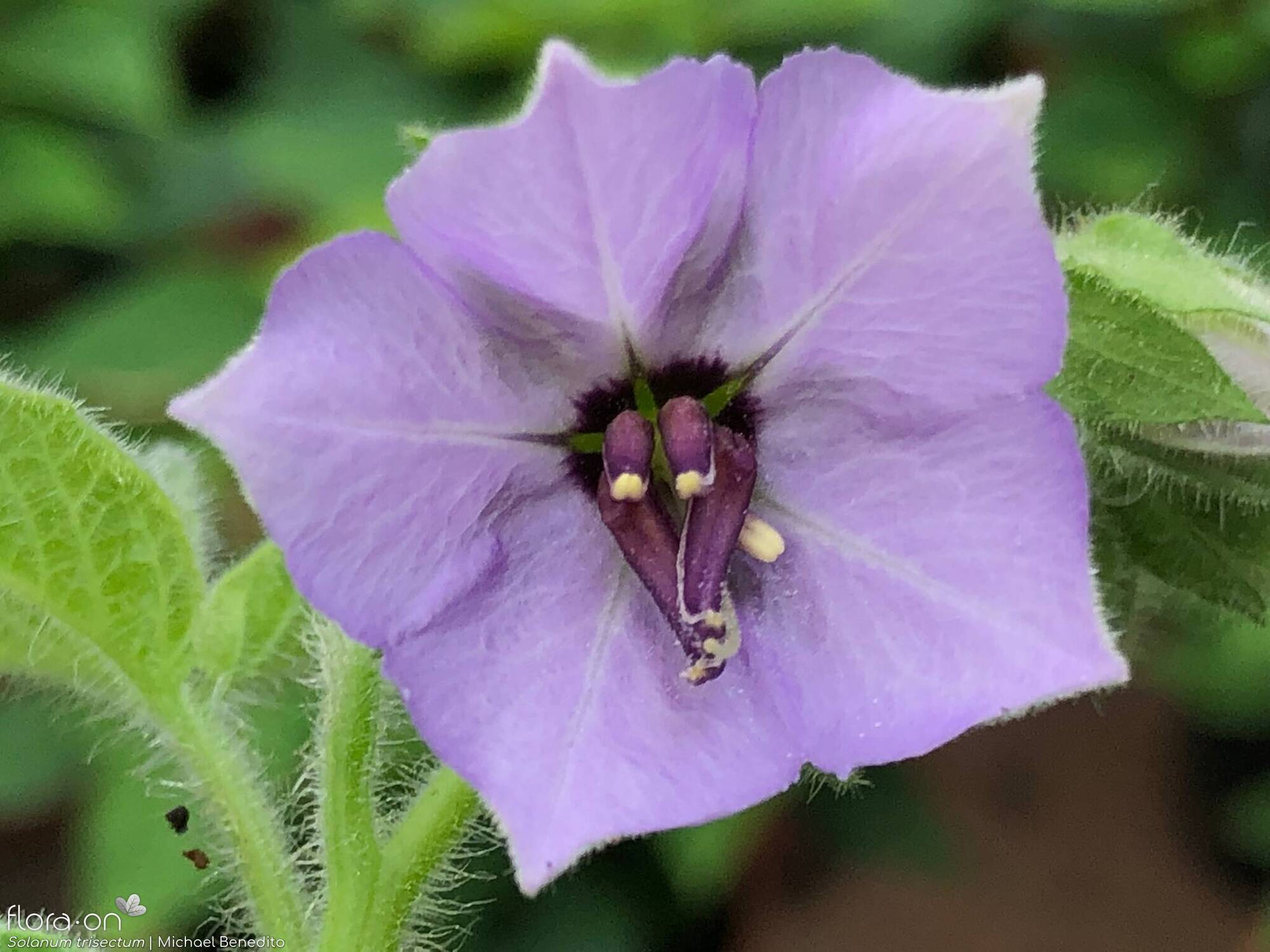 Solanum trisectum - Flor (close-up) | Michael Benedito; CC BY-NC 4.0