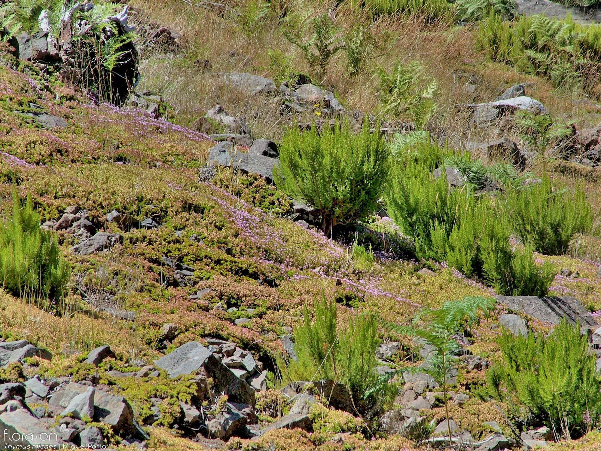 Thymus micans - Habitat | Miguel Porto; CC BY-NC 4.0