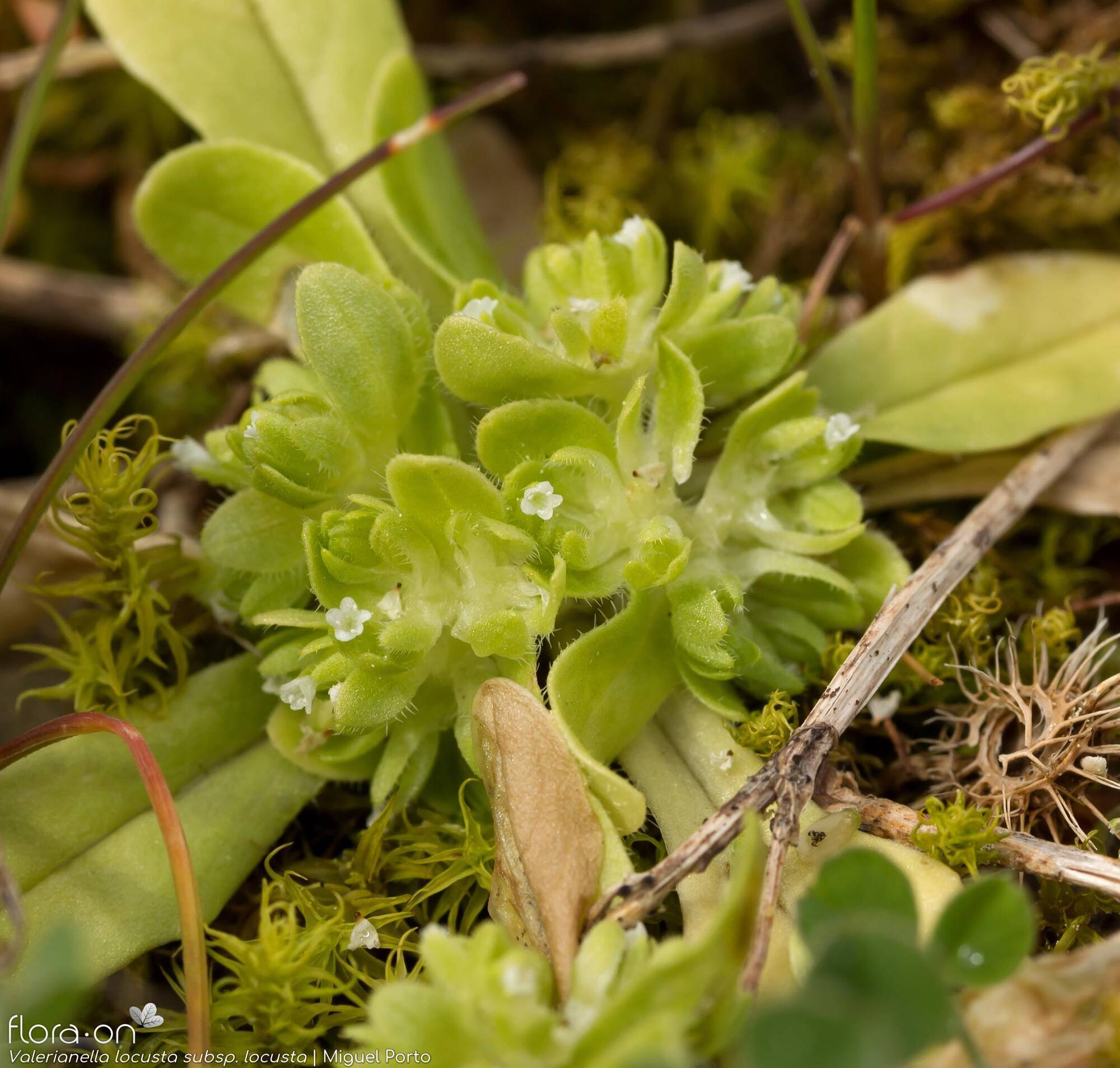 Valerianella locusta locusta - Flor (geral) | Miguel Porto; CC BY-NC 4.0