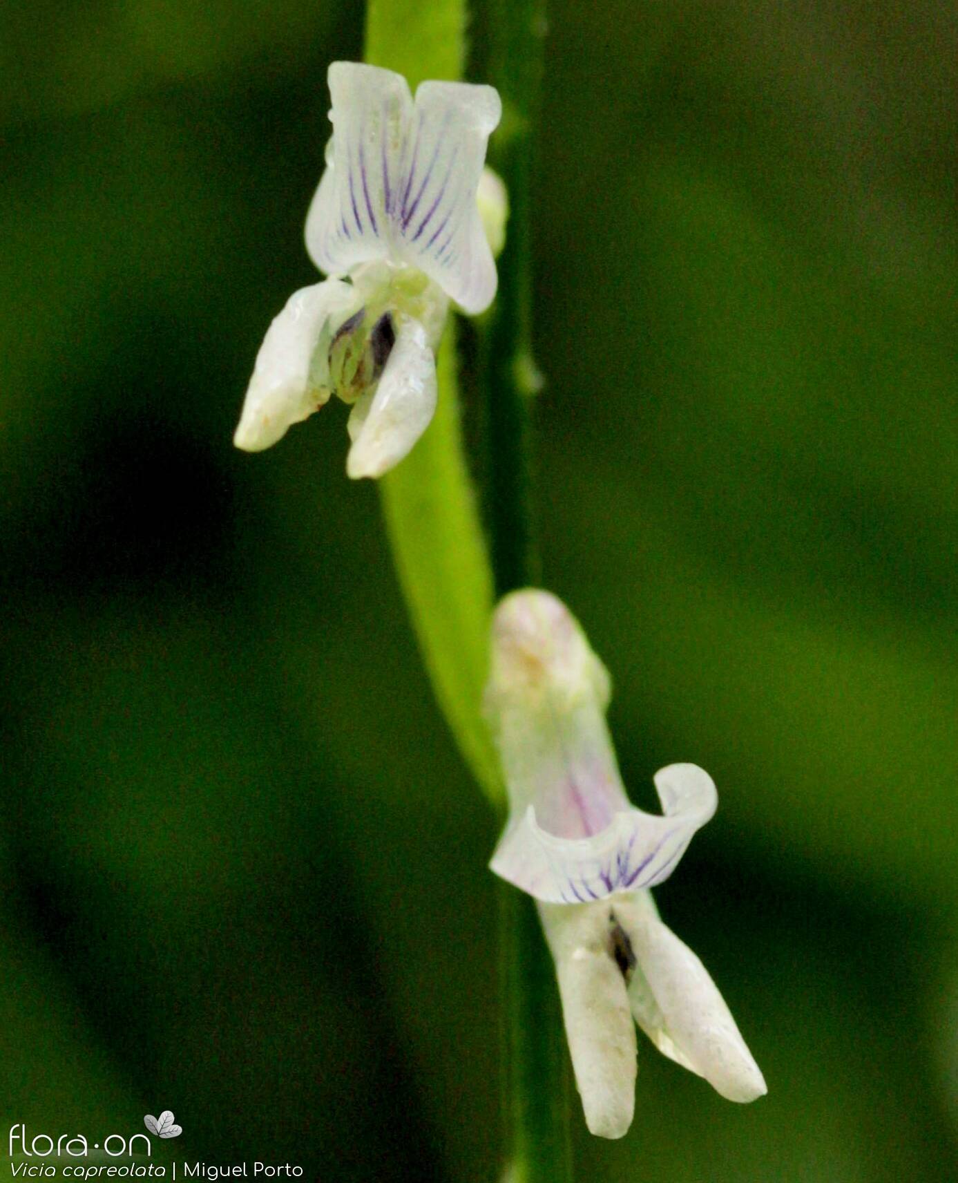 Vicia capreolata - Flor (close-up) | Miguel Porto; CC BY-NC 4.0