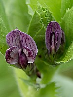 Vicia narbonensis-(1)
