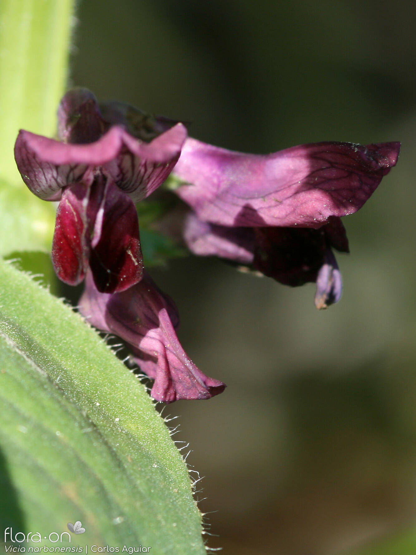Vicia narbonensis-(1) - Flor (close-up) | Carlos Aguiar; CC BY-NC 4.0