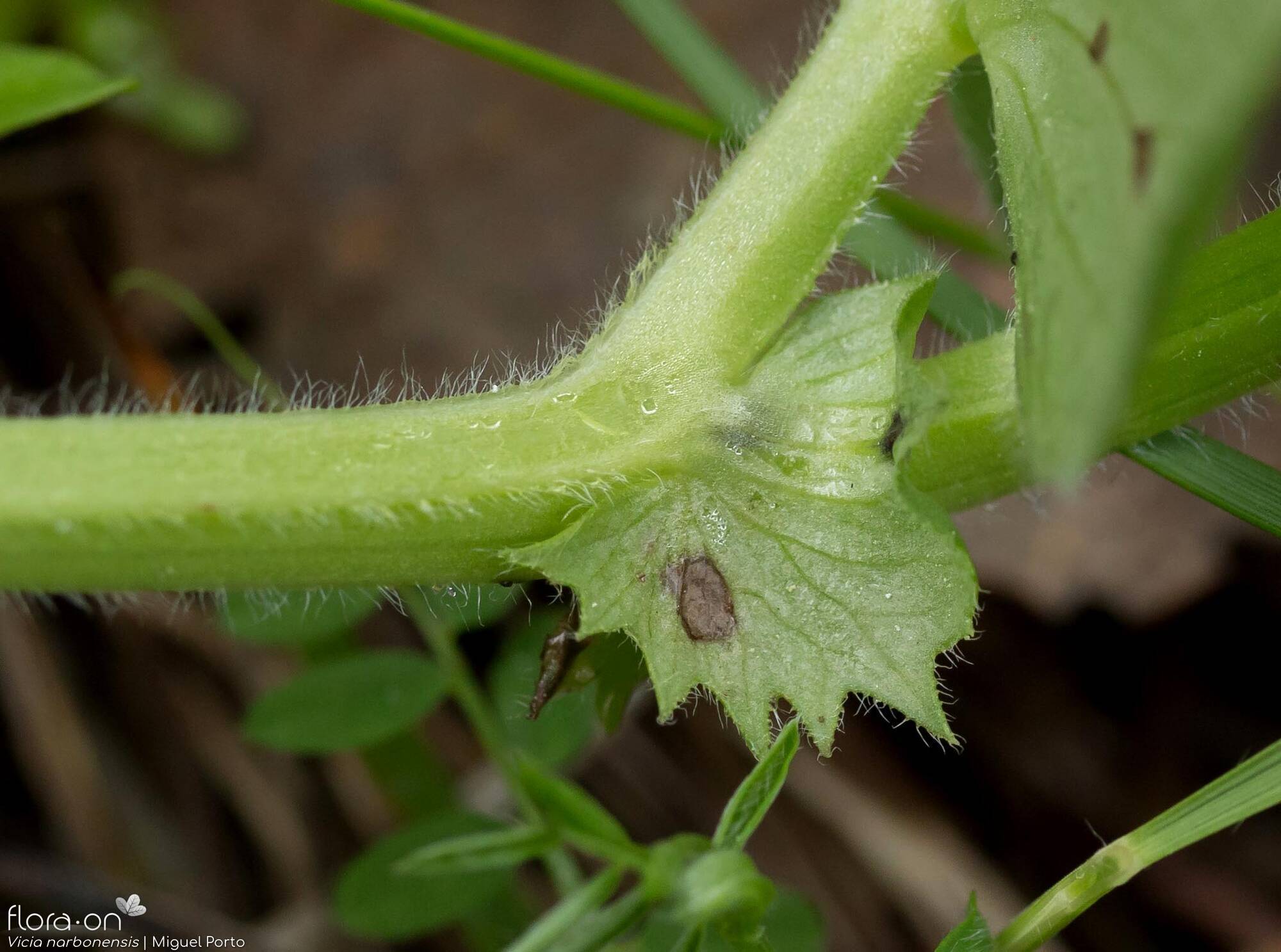 Vicia narbonensis-(1) - Estípulas | Miguel Porto; CC BY-NC 4.0