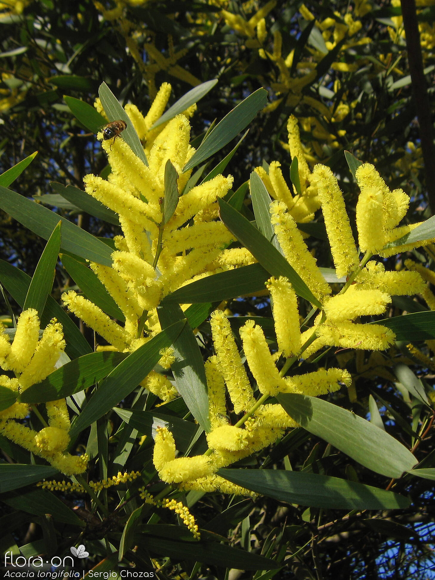 Acacia longifolia - Flor (geral) | Sergio Chozas; CC BY-NC 4.0