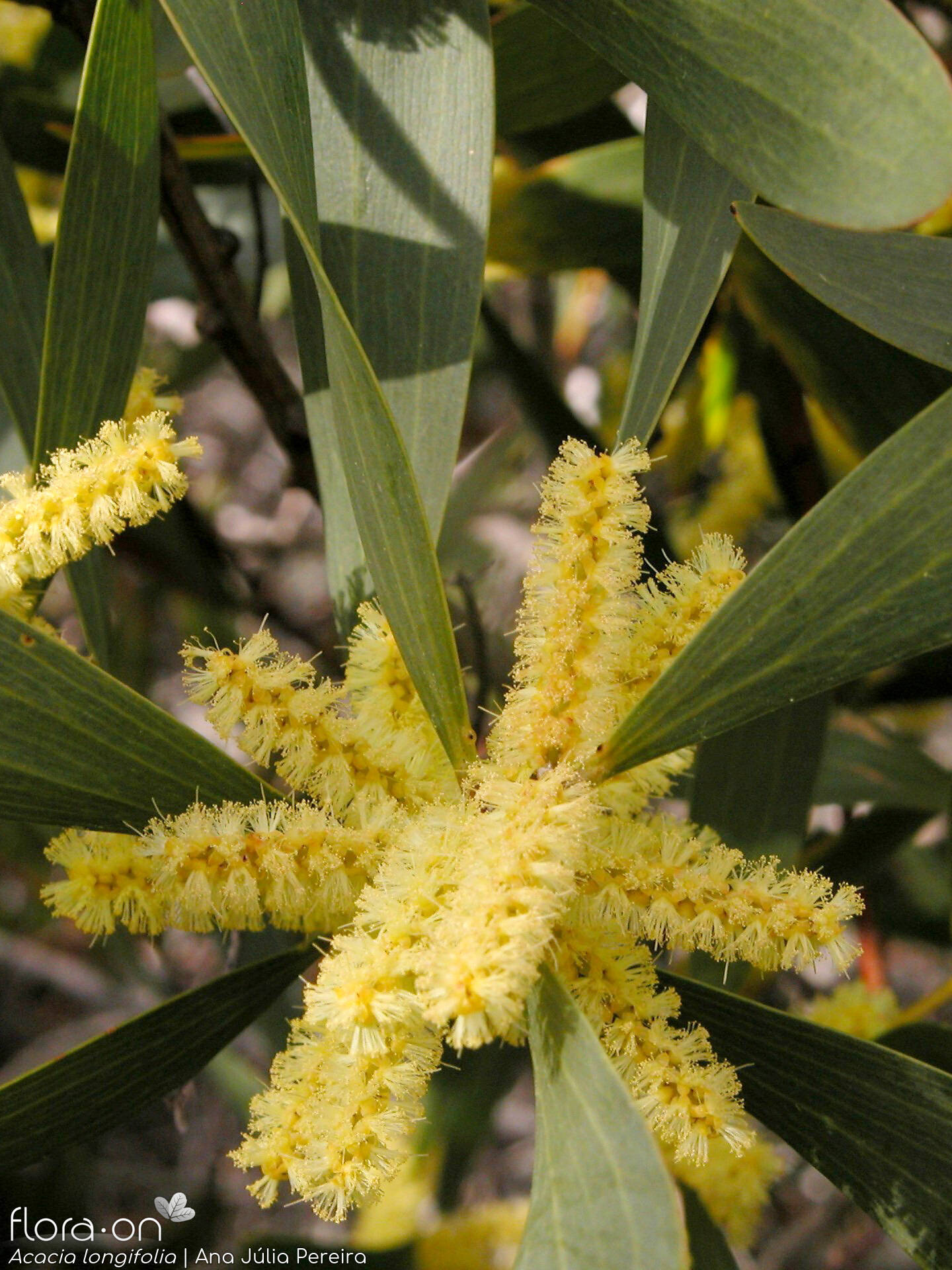 Acacia longifolia - Flor (geral) | Ana Júlia Pereira; CC BY-NC 4.0