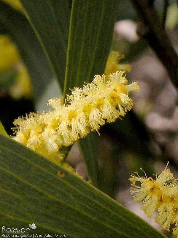 Acacia longifolia - Flor (close-up) | Ana Júlia Pereira; CC BY-NC 4.0