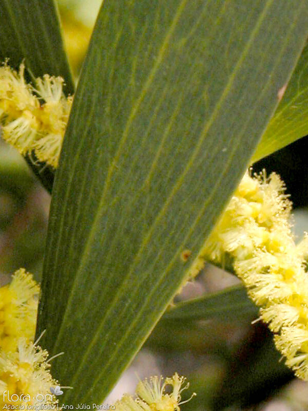 Acacia longifolia - Folha | Ana Júlia Pereira; CC BY-NC 4.0
