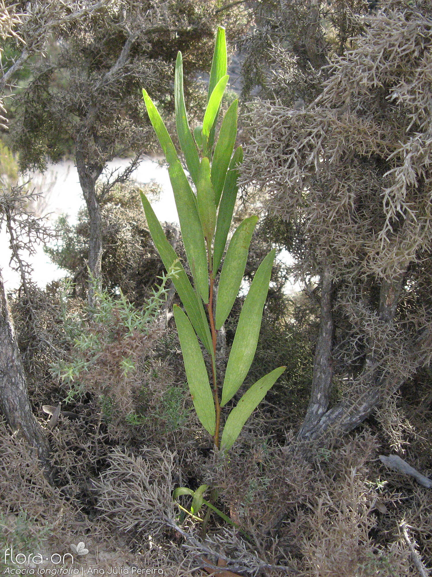 Acacia longifolia - Hábito | Ana Júlia Pereira; CC BY-NC 4.0