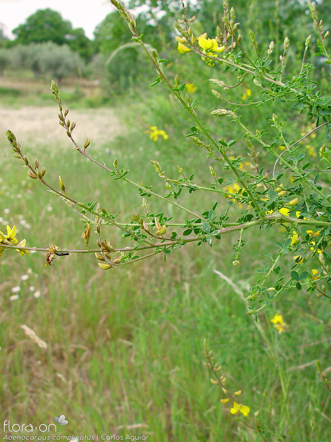 Adenocarpus complicatus - Hábito | Carlos Aguiar; CC BY-NC 4.0