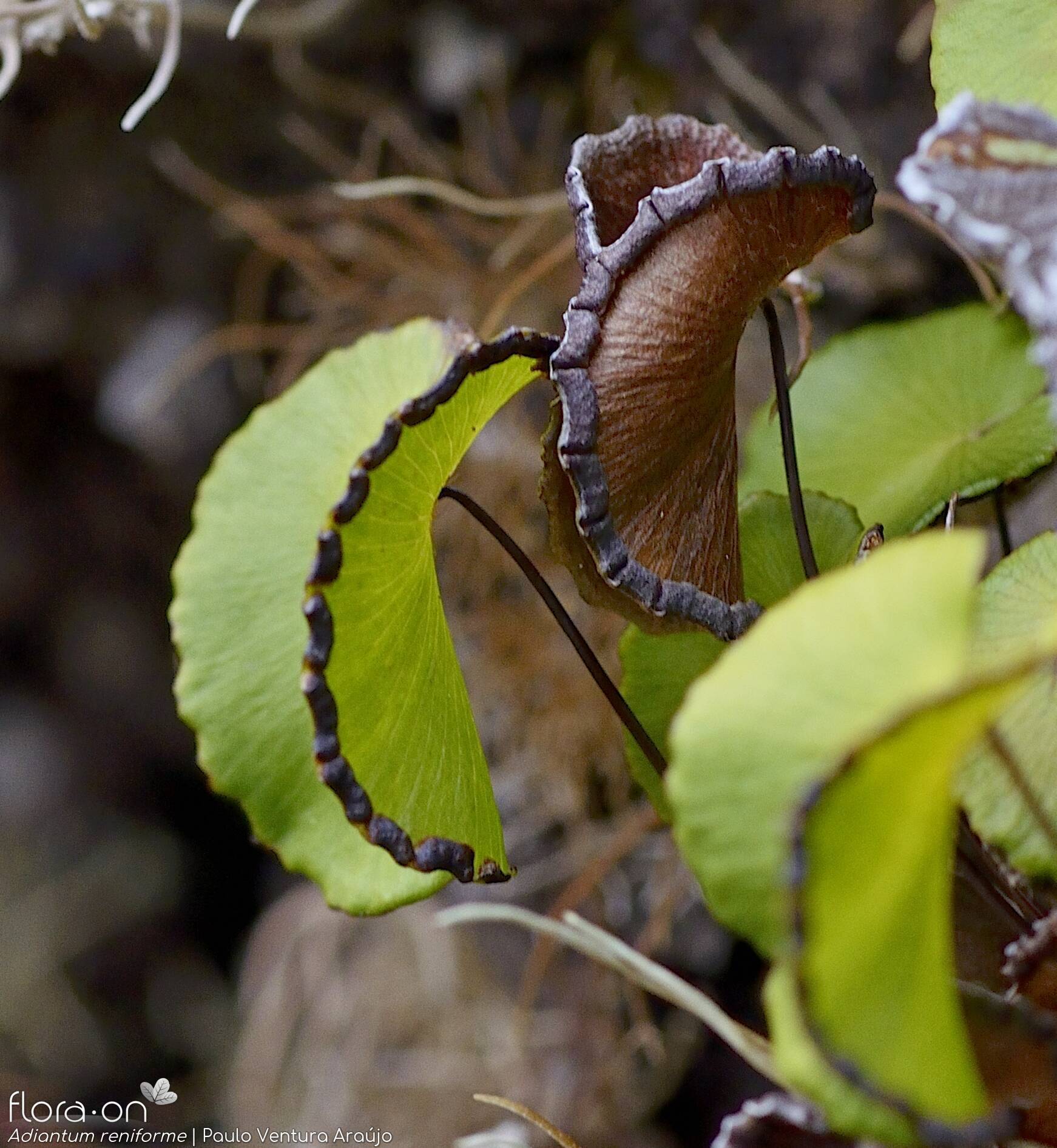 Adiantum reniforme -  | Paulo Ventura Araújo; CC BY-NC 4.0