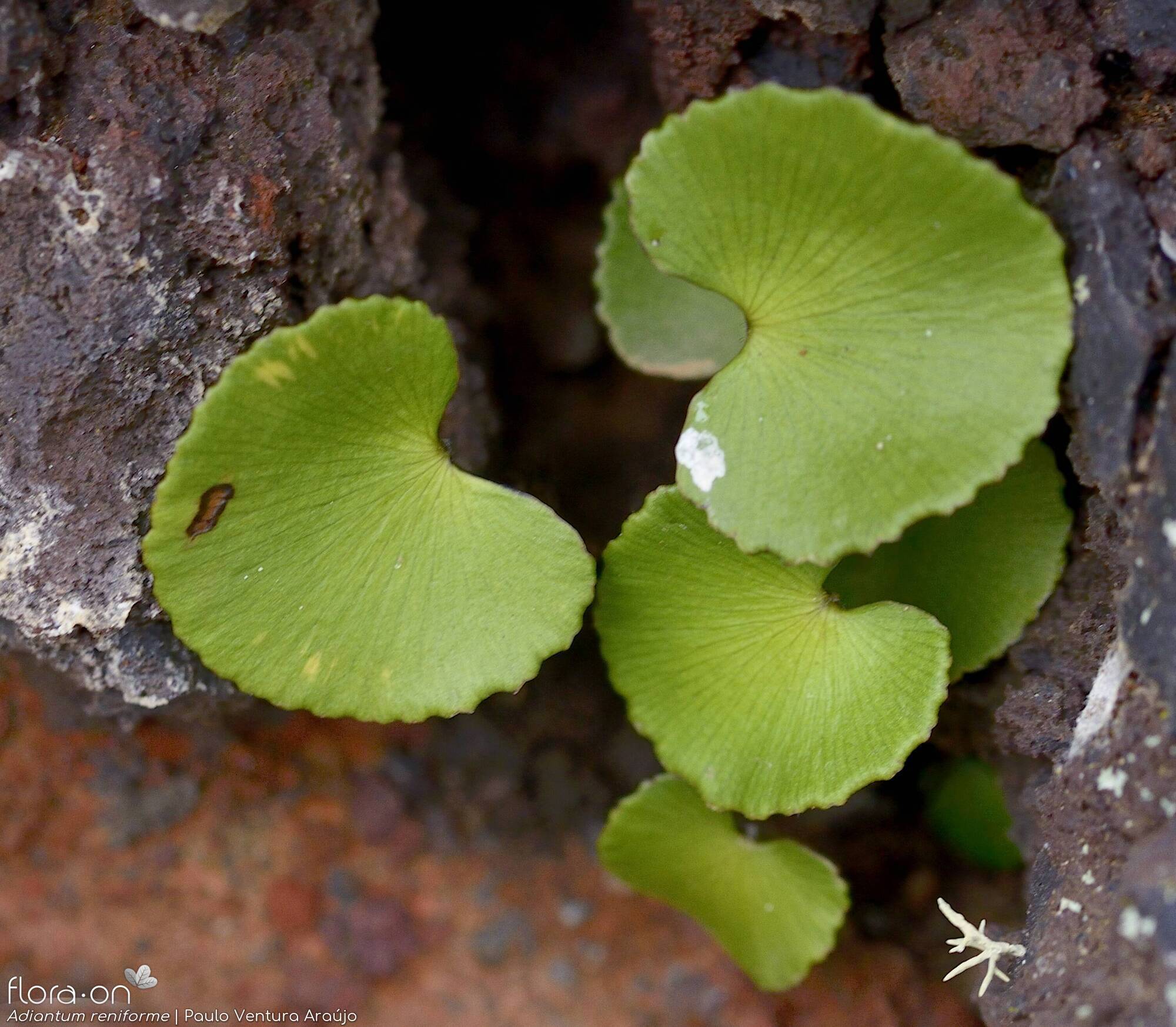 Adiantum reniforme -  | Paulo Ventura Araújo; CC BY-NC 4.0