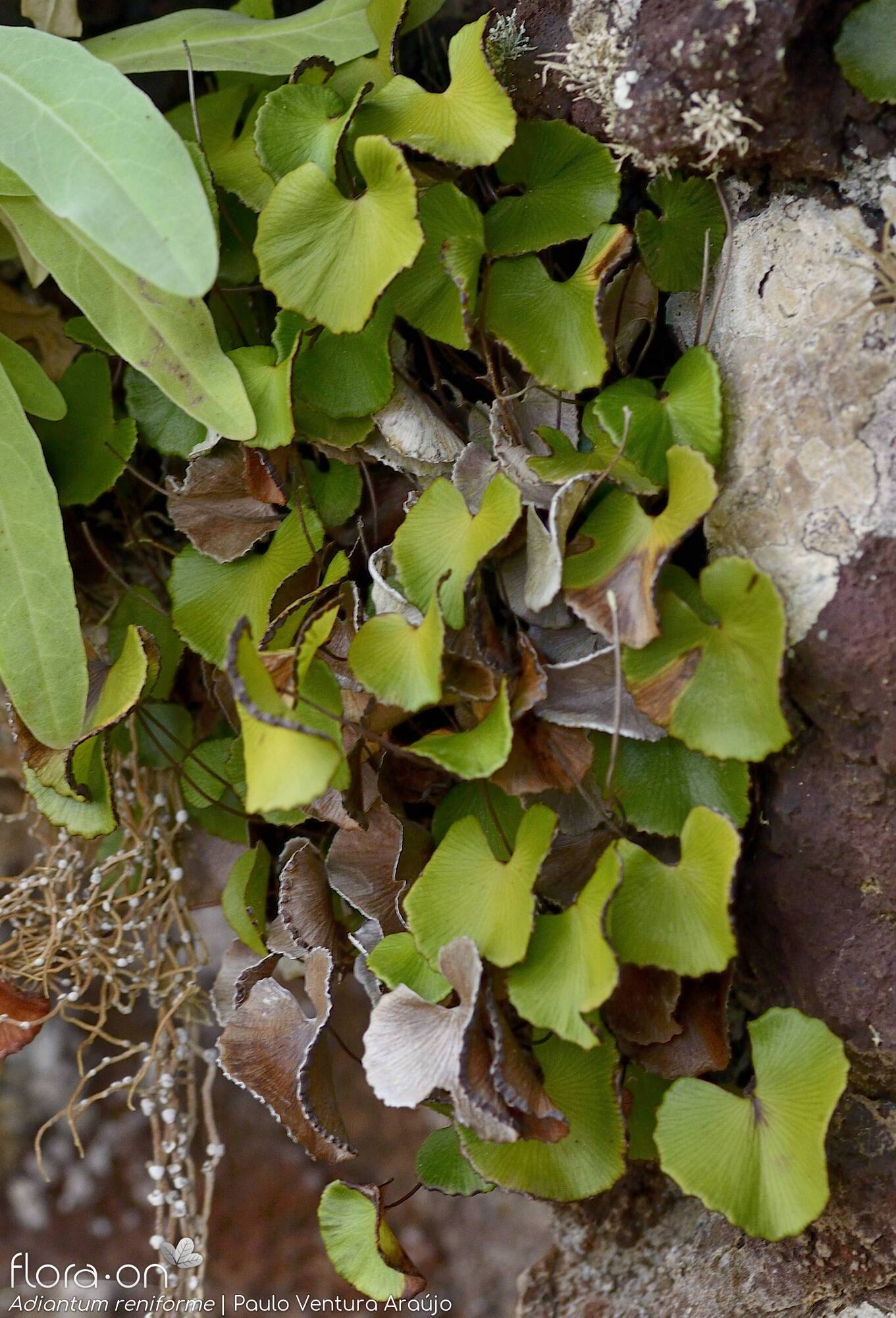 Adiantum reniforme -  | Paulo Ventura Araújo; CC BY-NC 4.0