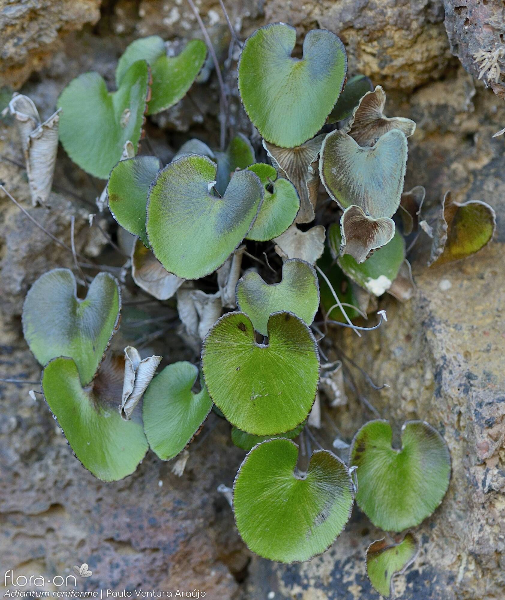 Adiantum reniforme -  | Paulo Ventura Araújo; CC BY-NC 4.0