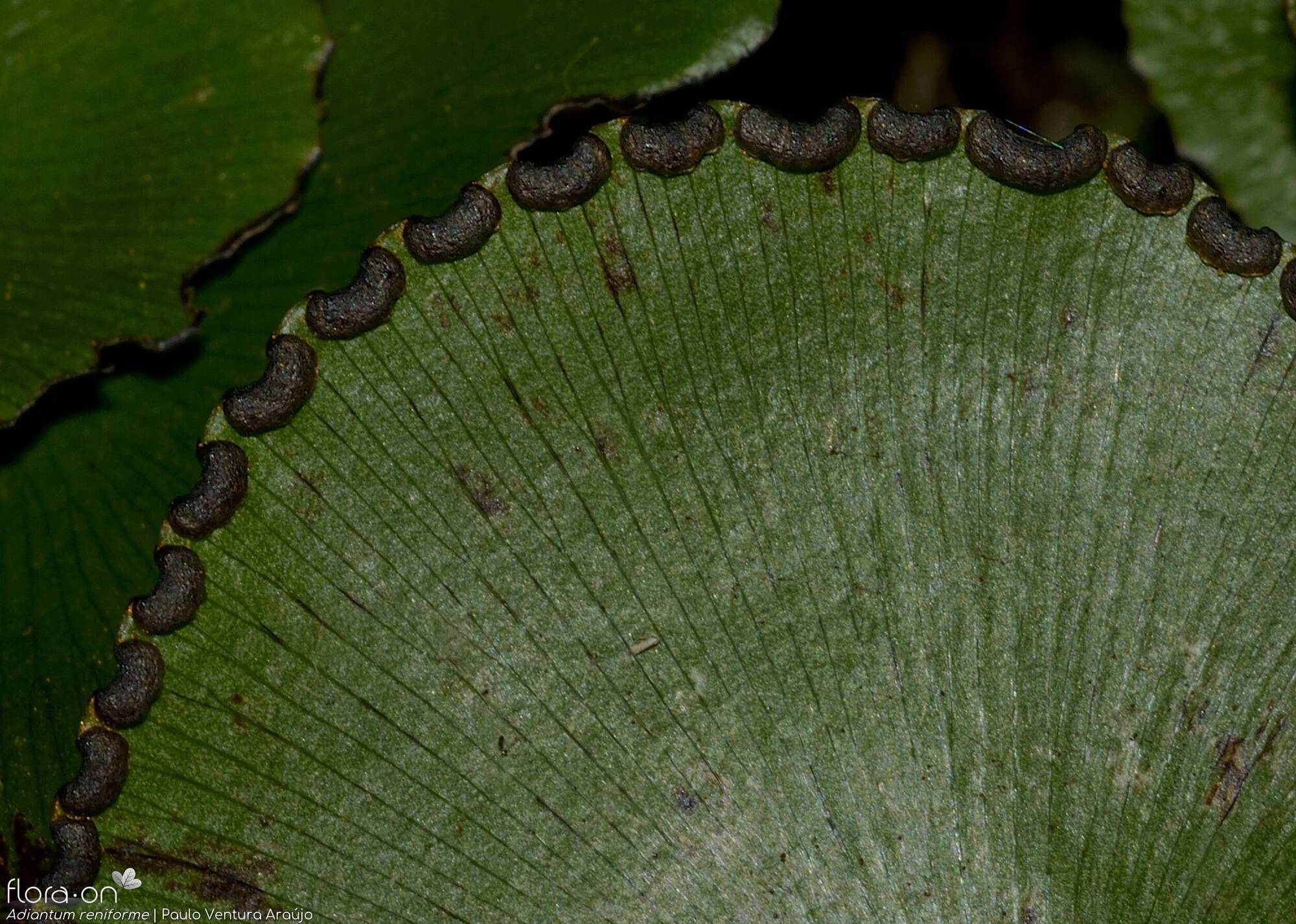 Adiantum reniforme -  | Paulo Ventura Araújo; CC BY-NC 4.0