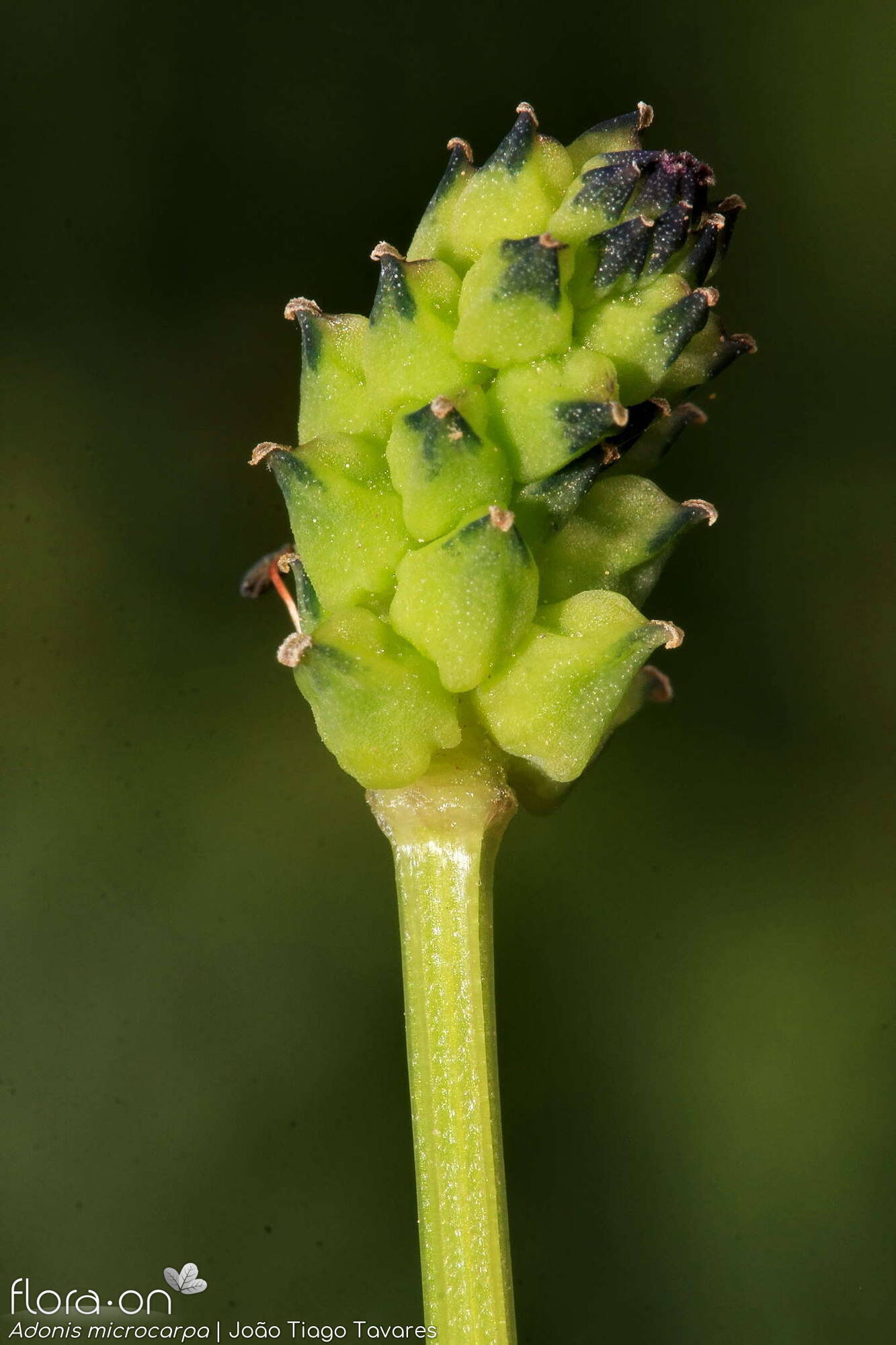 Adonis microcarpa - Fruto | João Tiago Tavares; CC BY-NC 4.0