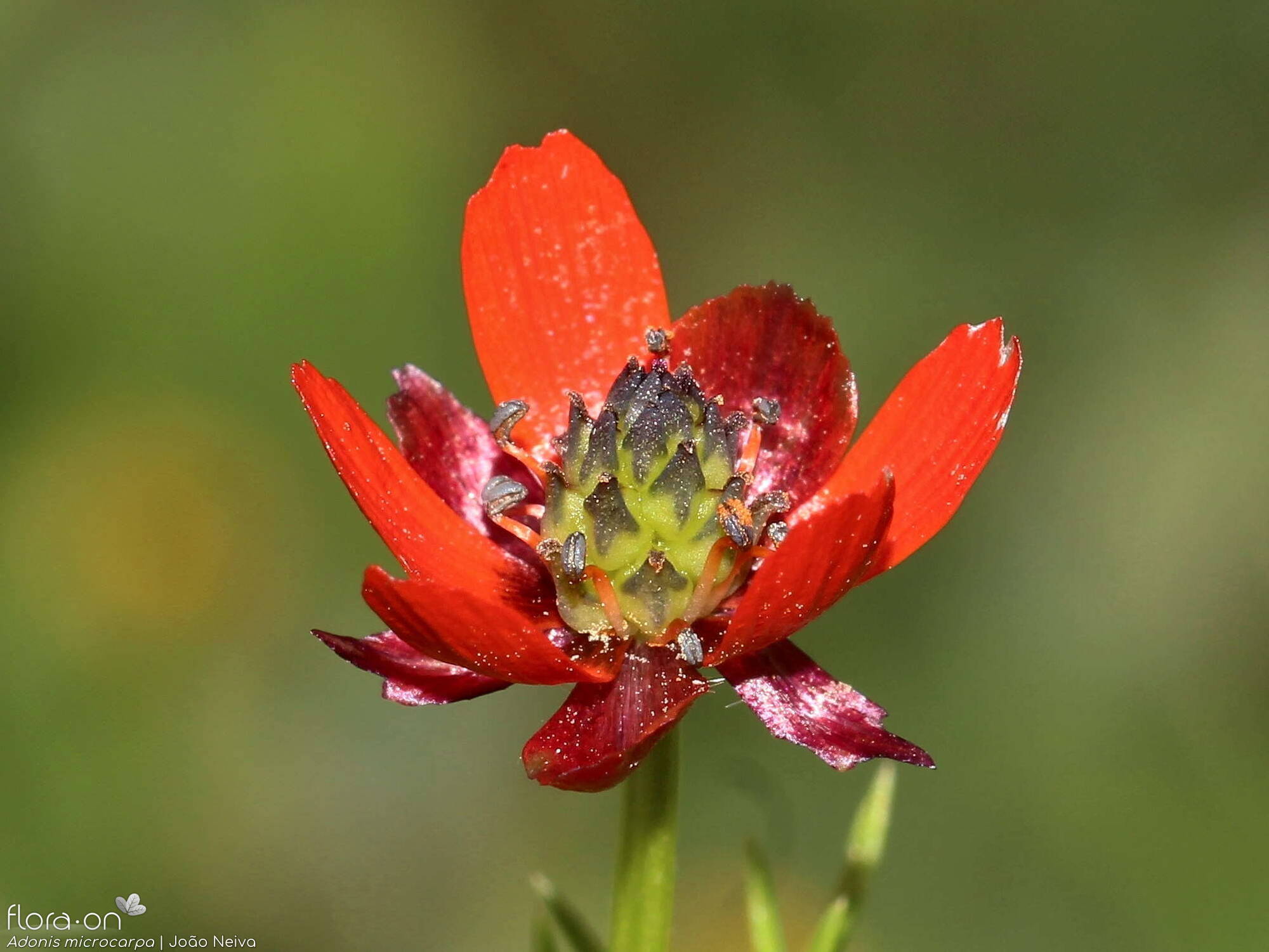 Adonis microcarpa - Flor (close-up) | João Neiva; CC BY-NC 4.0