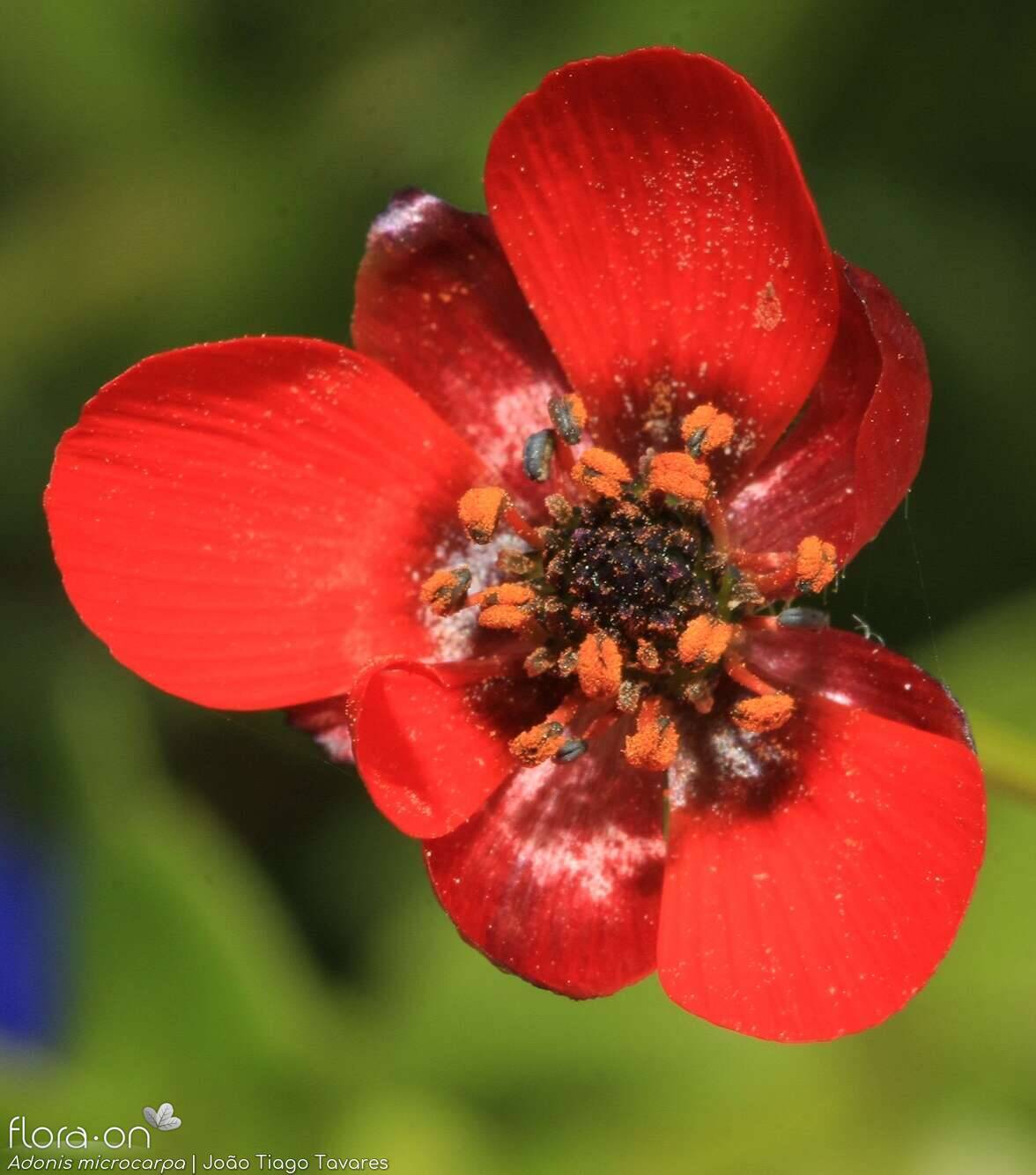 Adonis microcarpa - Flor (close-up) | João Tiago Tavares; CC BY-NC 4.0