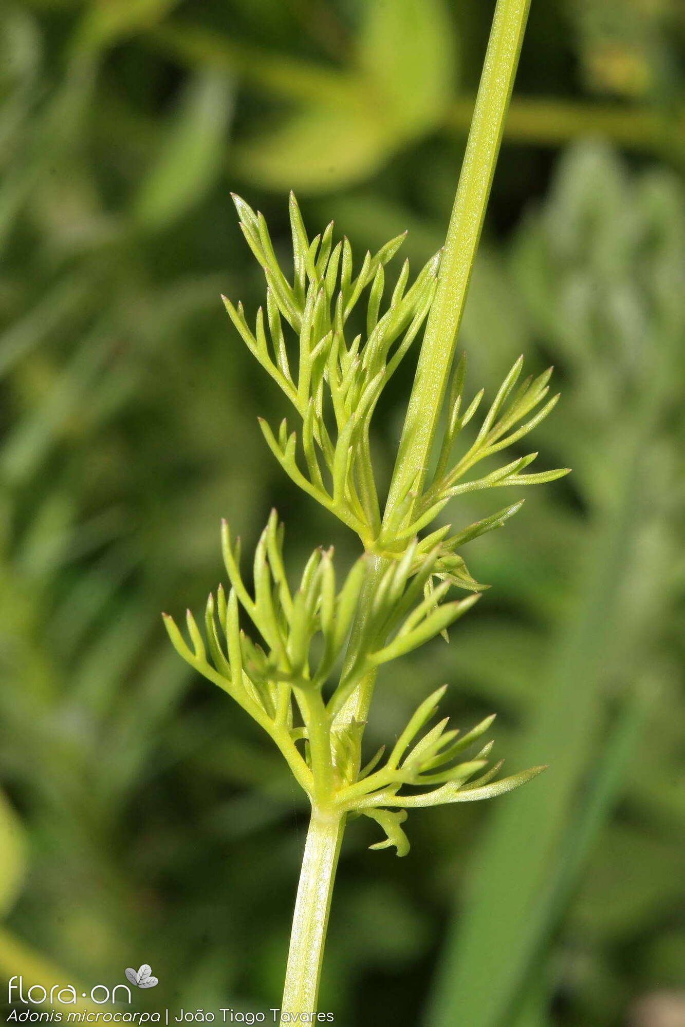 Adonis microcarpa - Folha (geral) | João Tiago Tavares; CC BY-NC 4.0