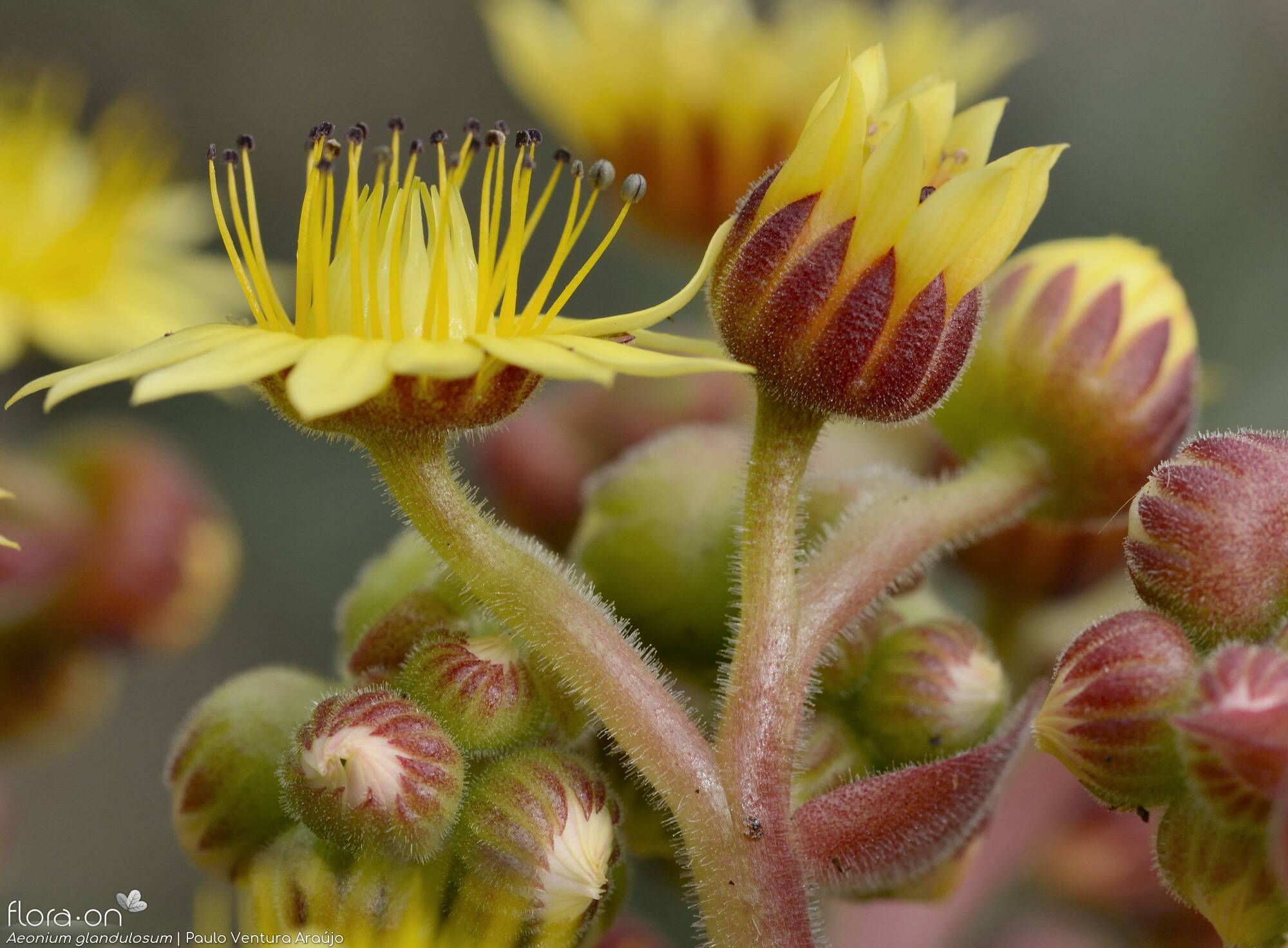 Aeonium glandulosum - Flor (close-up) | Paulo Ventura Araújo; CC BY-NC 4.0