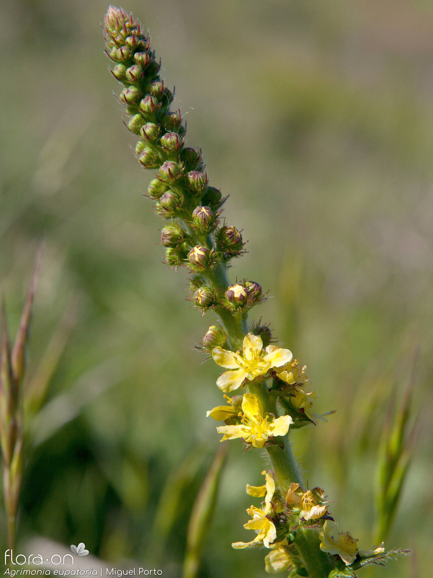 Agrimonia eupatoria