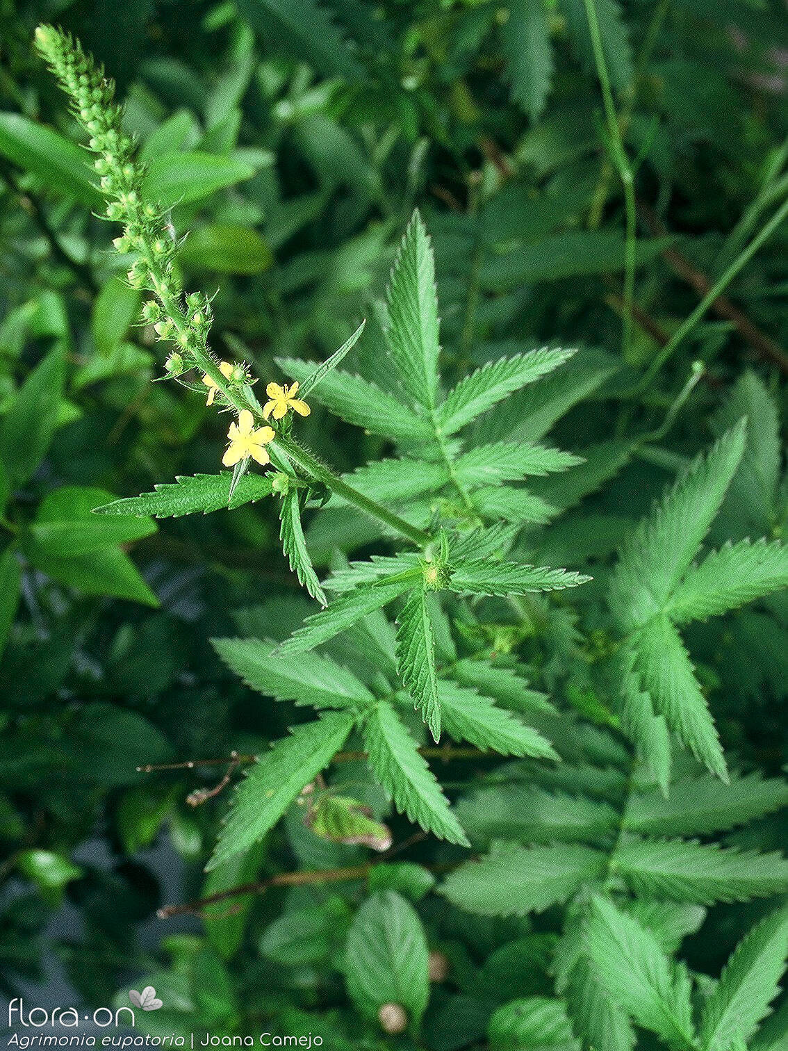 Agrimonia eupatoria - Hábito | Joana Camejo; CC BY-NC 4.0