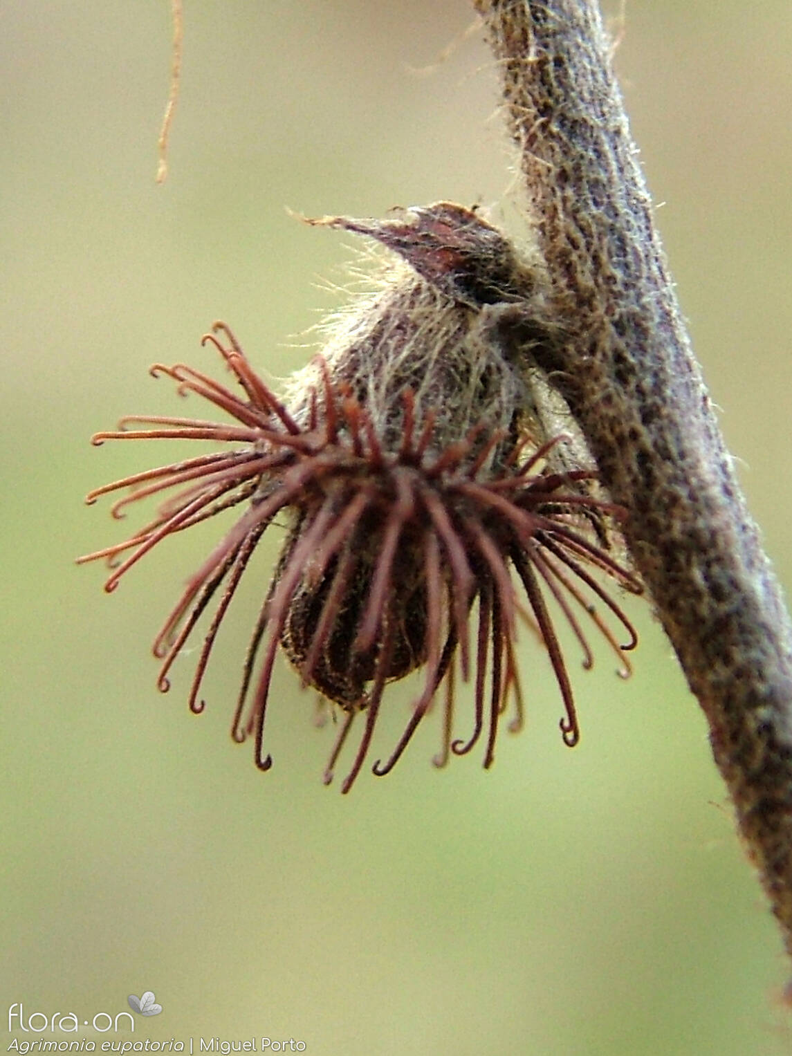 Agrimonia eupatoria - Fruto | Miguel Porto; CC BY-NC 4.0