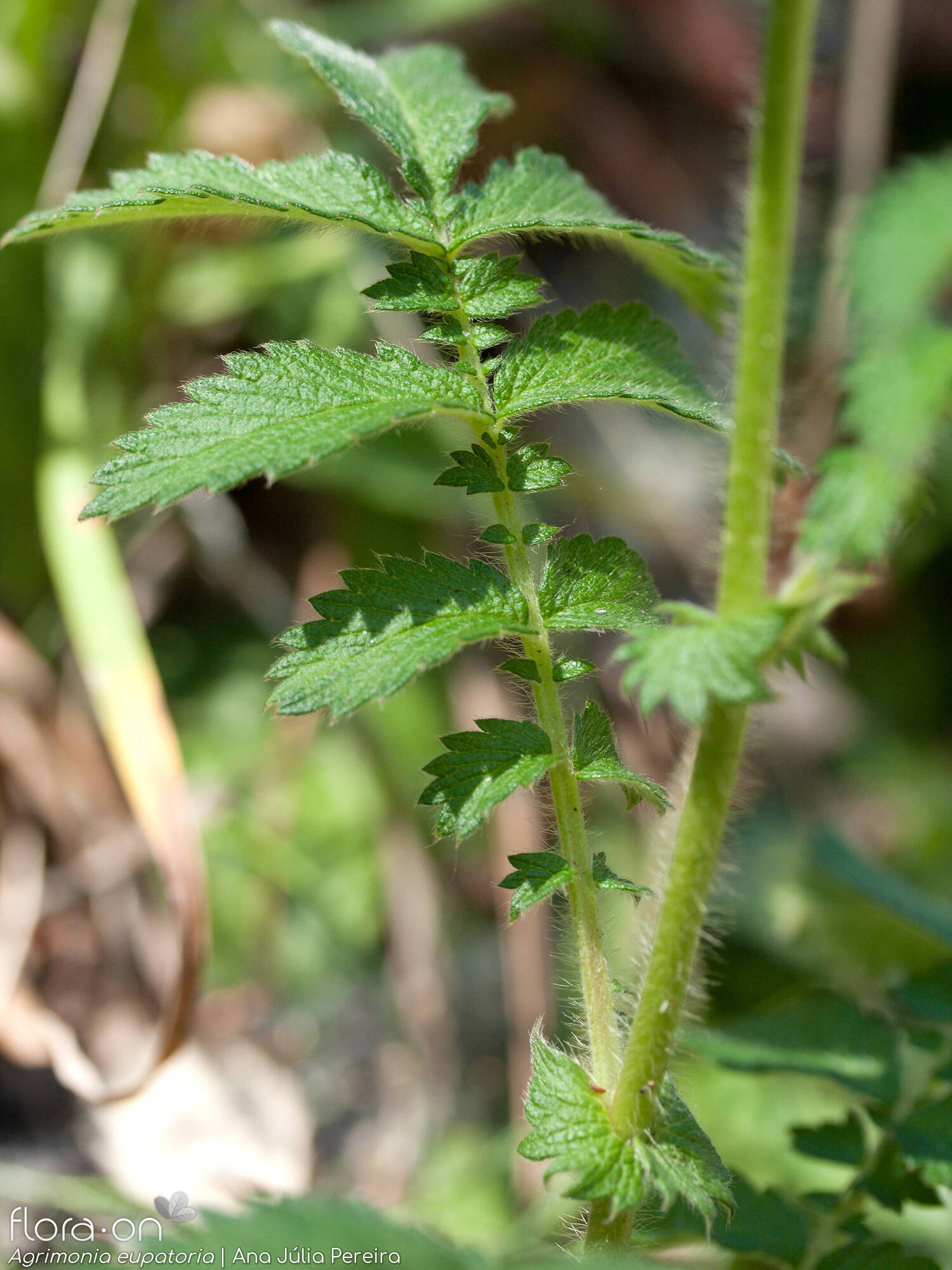 Agrimonia eupatoria - Folha | Ana Júlia Pereira; CC BY-NC 4.0