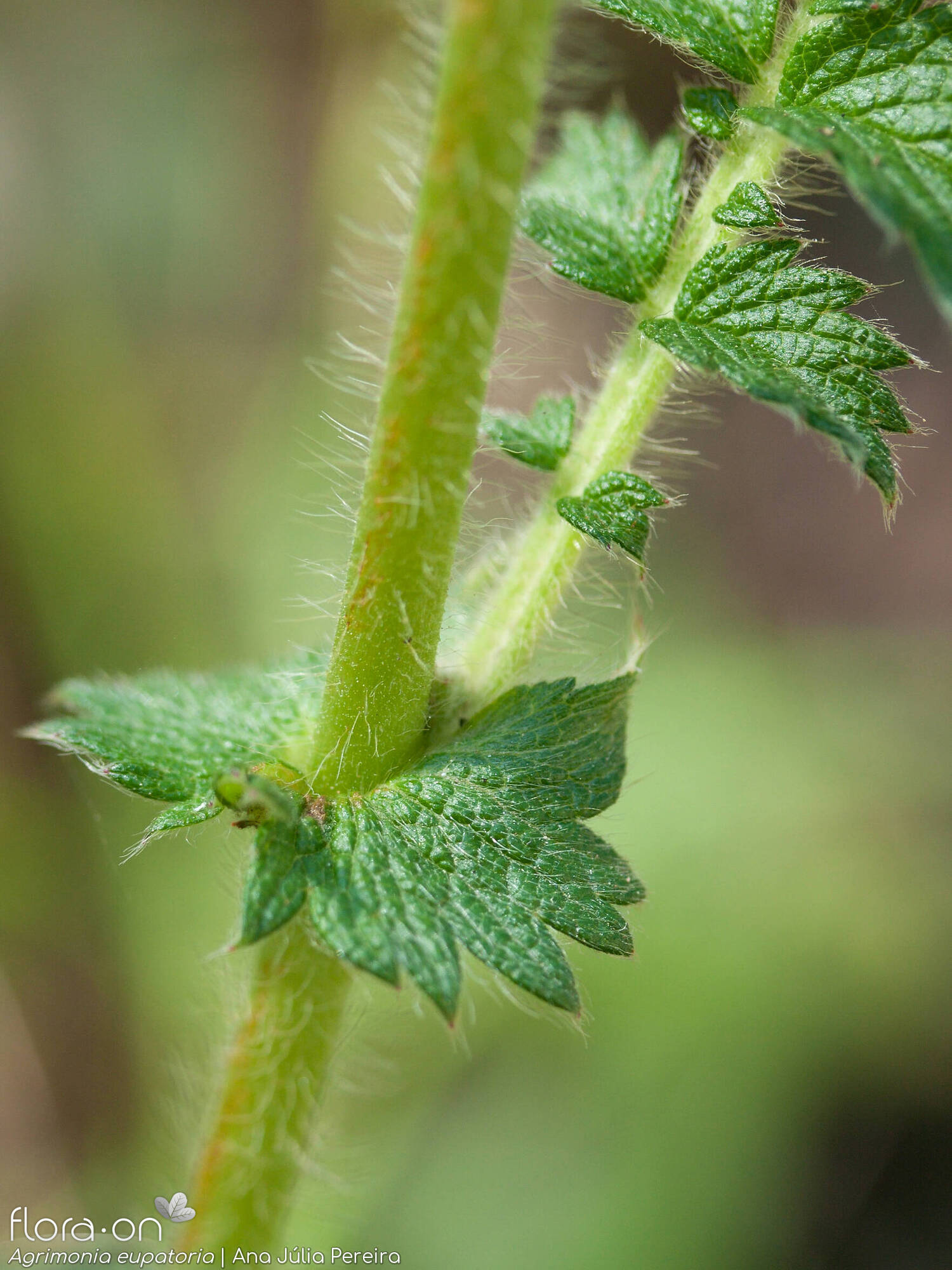 Agrimonia eupatoria - Caule | Ana Júlia Pereira; CC BY-NC 4.0