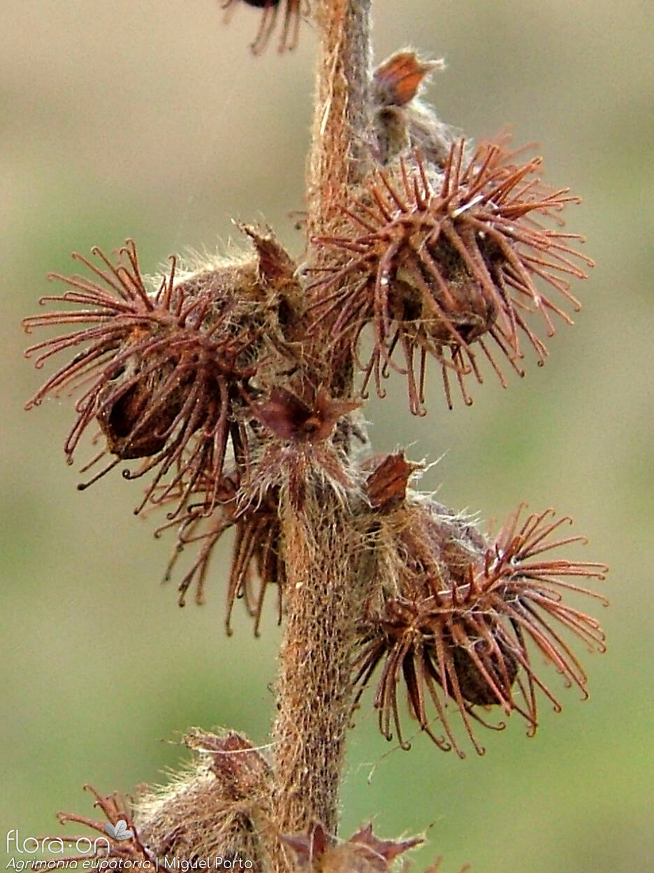 Agrimonia eupatoria - Fruto | Miguel Porto; CC BY-NC 4.0