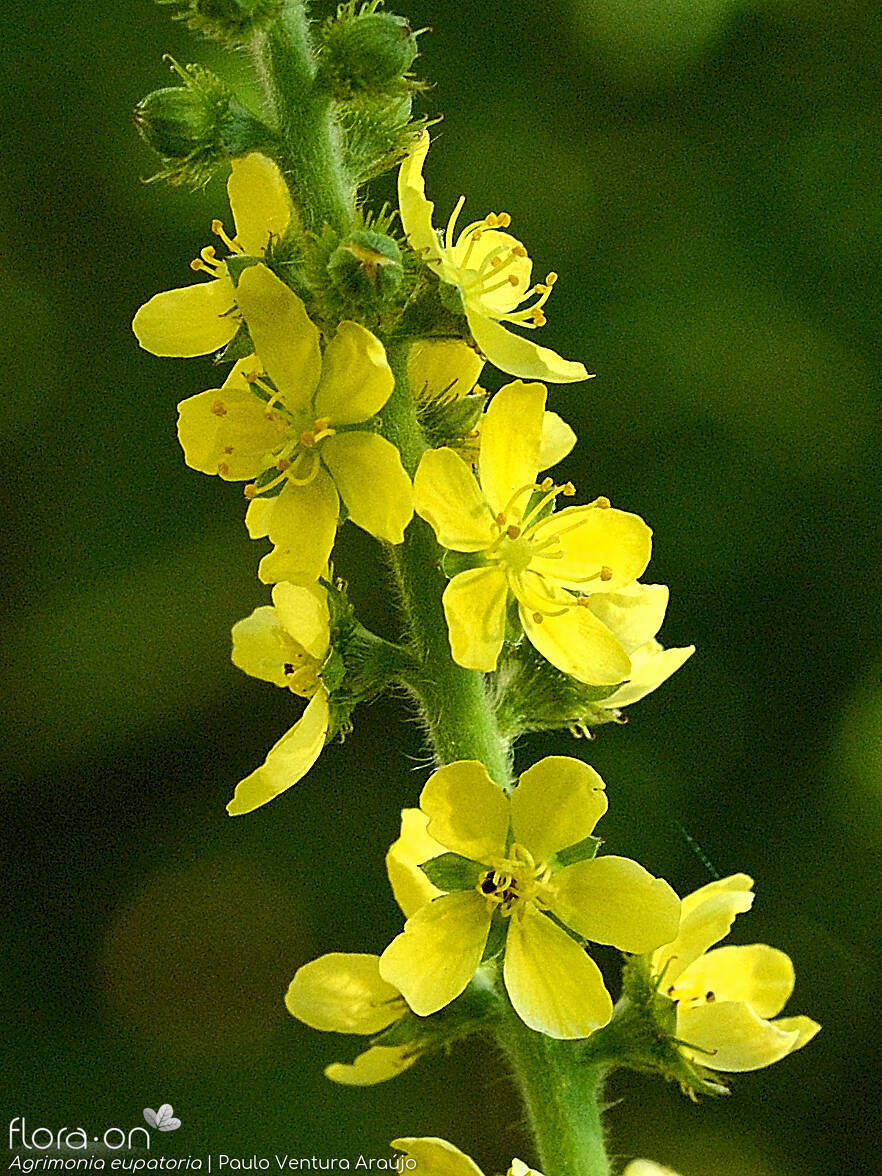 Agrimonia eupatoria - Flor (geral) | Paulo Ventura Araújo; CC BY-NC 4.0