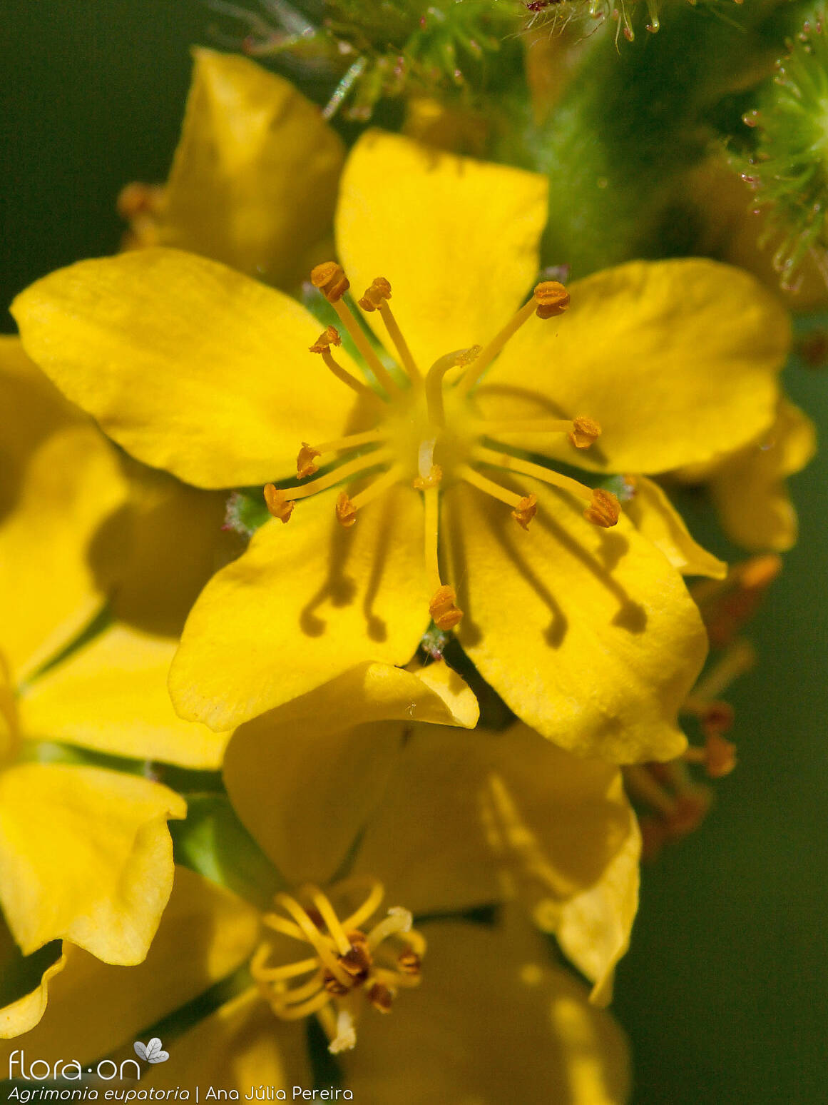 Agrimonia eupatoria - Flor (close-up) | Ana Júlia Pereira; CC BY-NC 4.0