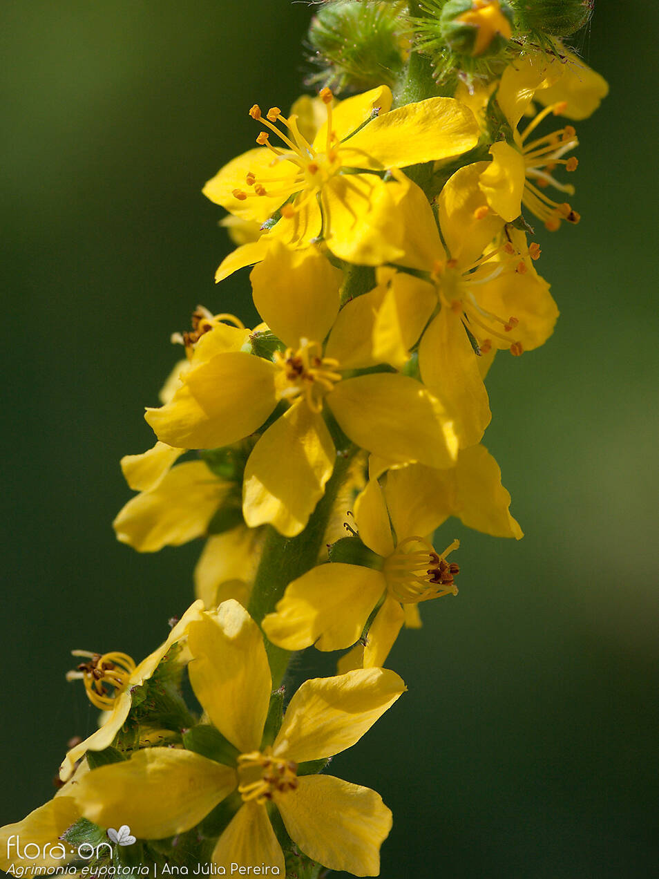 Agrimonia eupatoria - Flor (geral) | Ana Júlia Pereira; CC BY-NC 4.0